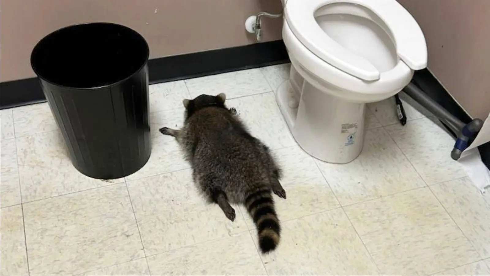 Nach seiner Spritztour war erst einmal Ausnüchterung angesagt, bevor der Waschbär zurück in die Wildnis durfte. (Handout). (Bild: Uncredited/Hanover County Protection/AP/dpa)