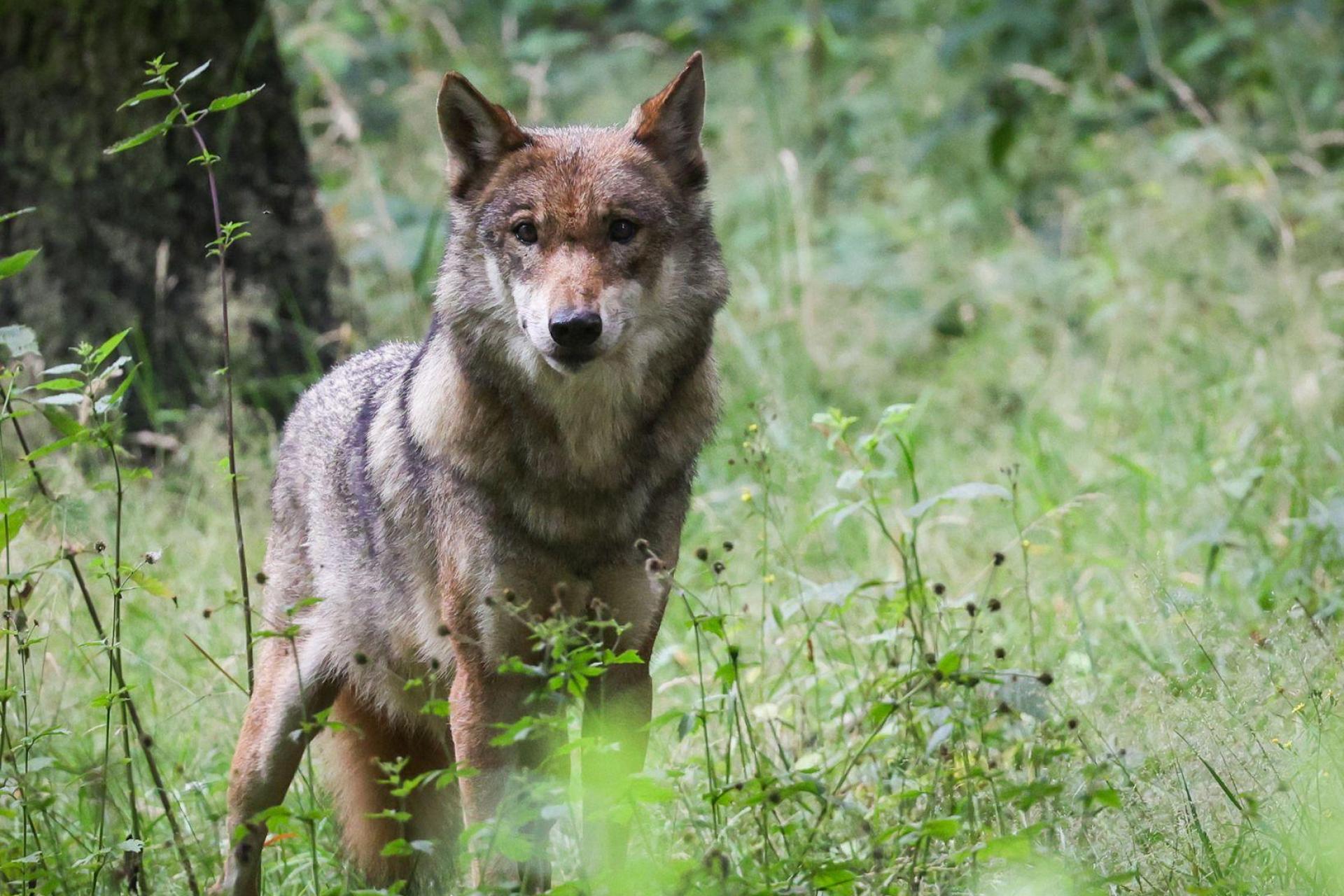 Ein im Dezember 2025 bei einem Wildunfall im Landkreis Neustadt/WN getötetes Tier wurde als ein Wolf identifiziert. (Symbolbild: Christian Charisius/dpa)