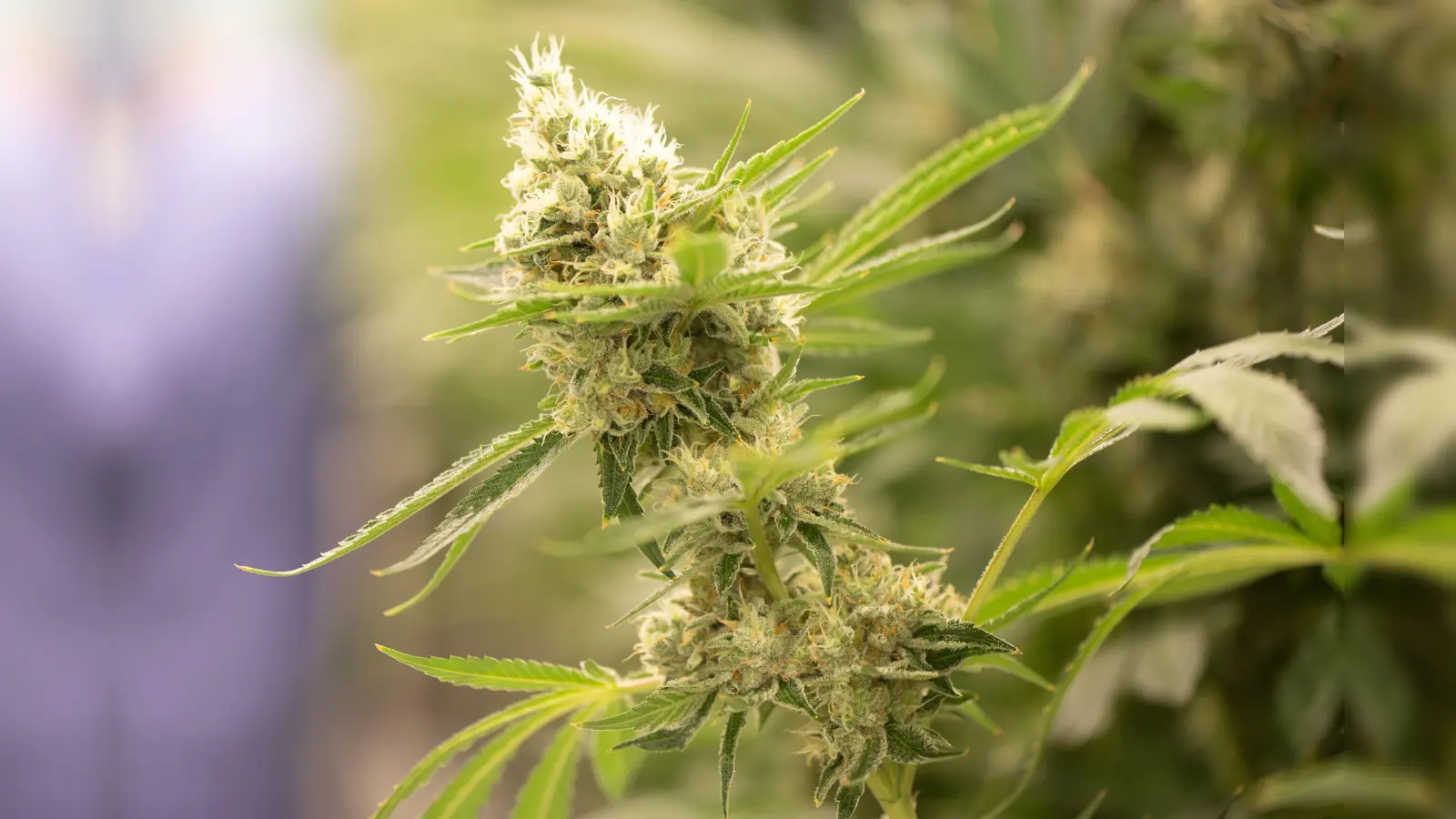 Alles legal: Am Samstag startet das „Buds Collective” in Grafenwöhr die Marihuana-Abgabe an seine Mitglieder. (Symbolbild: Sebastian Kahnert)