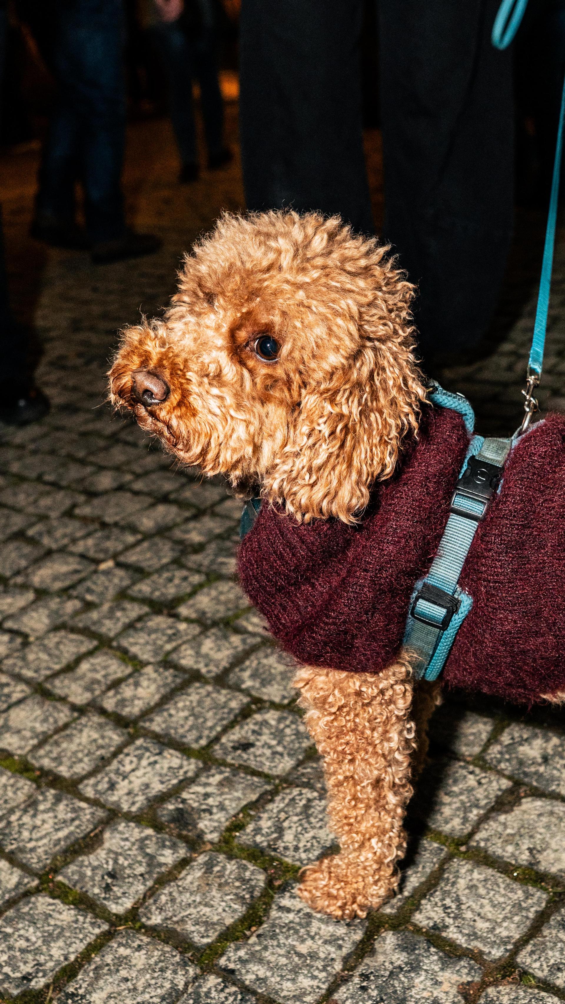 Fotos vom Weidener Weihnachtsmarkt am Freitag.  (Bild: Hannes Stock)