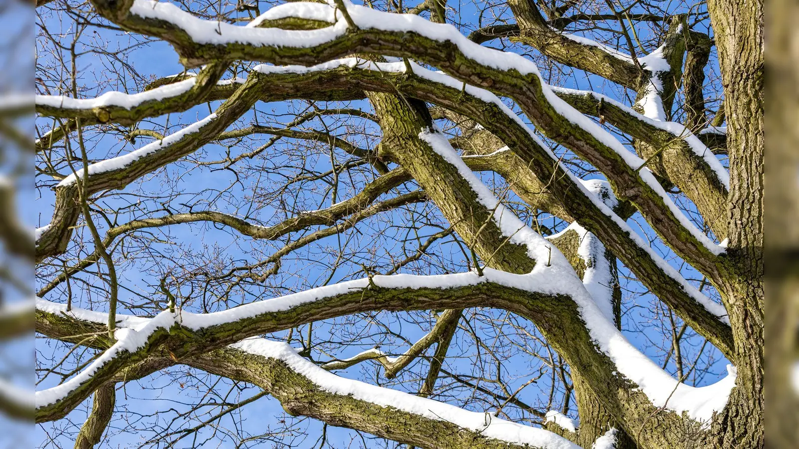 In Nürnberg ist eine Frau von einem Ast tödlich getroffen worden. Unklar war noch, ob dieser wegen des Schneefalls abbrach. (Symbolbild) (Bild: Frank Hammerschmidt/dpa)