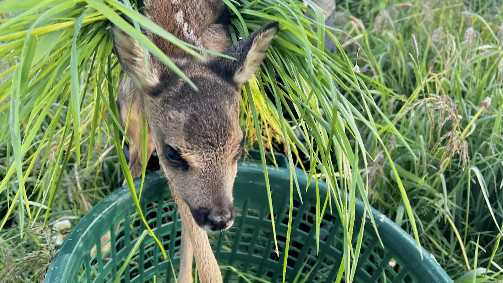 Erfolgreiche Saison für Rehkitzrettung NEW-WEN: Ehrenamtliche retten seit Anfang Mai fast 400 Tiere. (Bild:  Claudia Prößl)