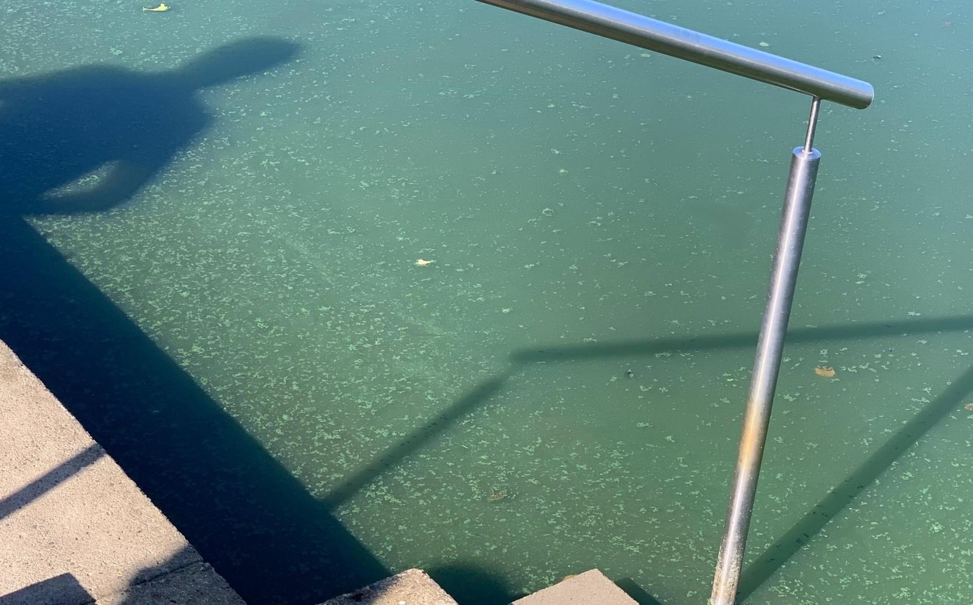 Blaualgen im Rußweiher in Eschenbach führen zu einem Badeverbot. (Symbolbild: Landkreis Neustadt a.d.Waldnaab)