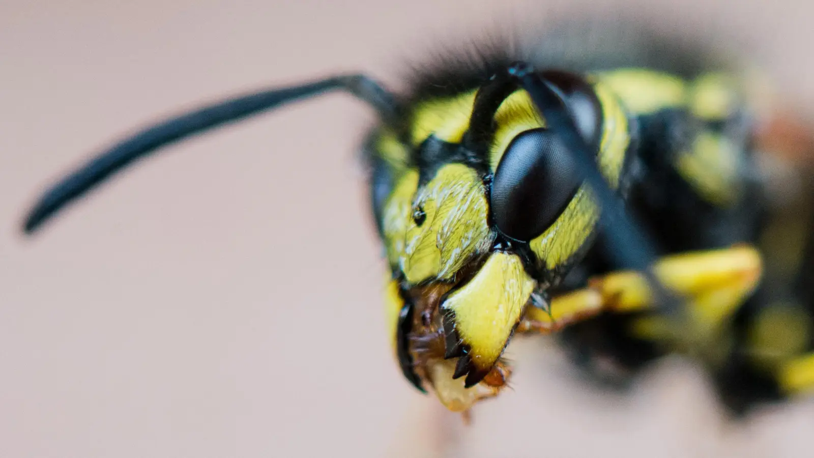 Beim Wandern in Zillertal erlitt die Frau einen allergischen Schock.  (Bild: Julian Stratenschulte/dpa)