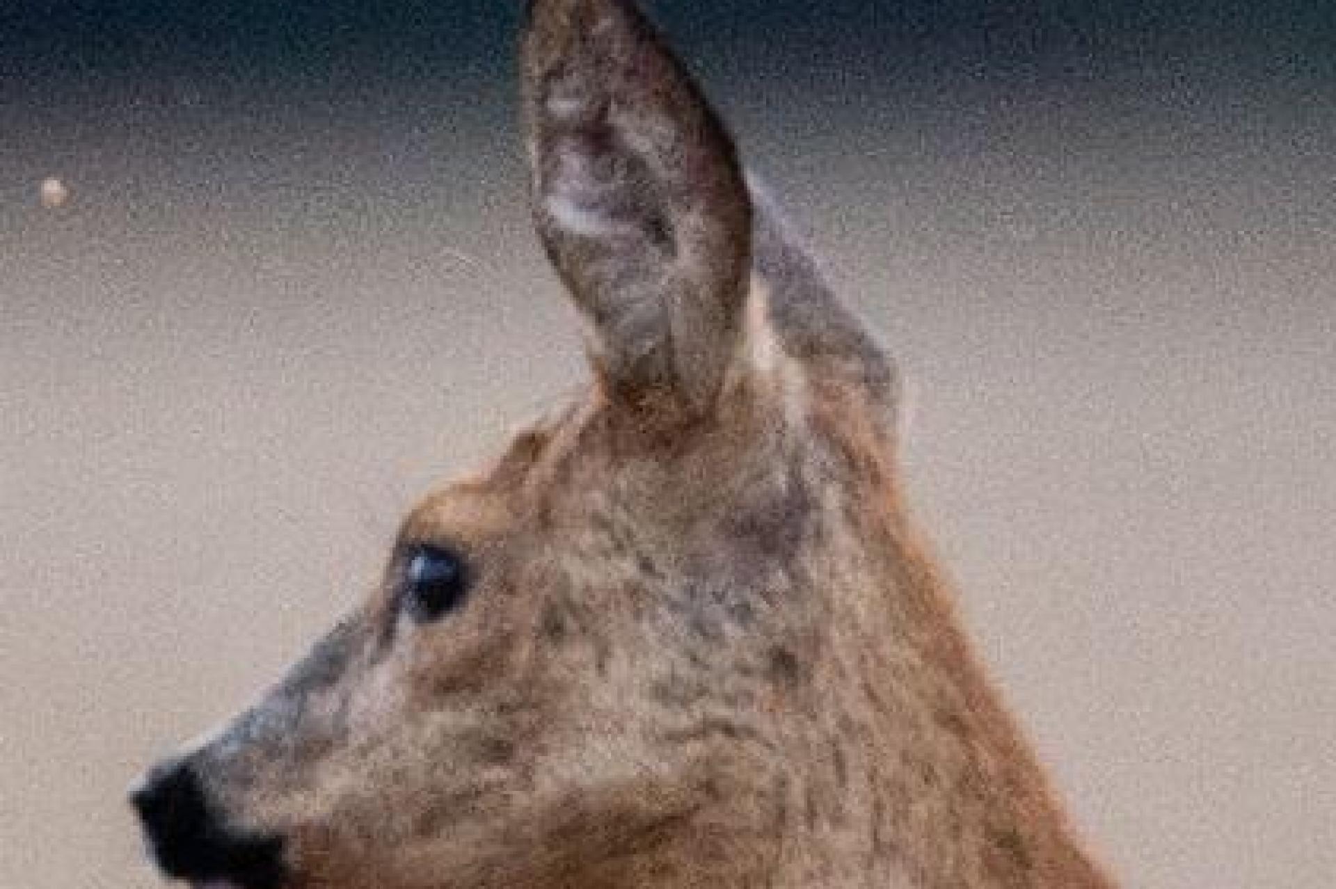 Ein totes Reh sorgt für Rätselraten in Störnstein: Wer hat es geschossen? Die Polizei sucht nun nach Hinweisen.  (Symbolbild: Lino Mirgeler/dpa)