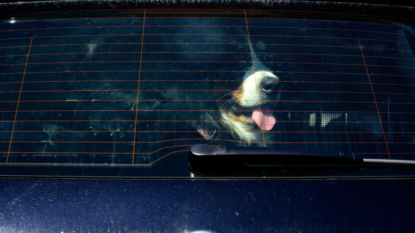 Achtung Hundebesitzer: Vierpföter sollten bei Hitze nicht im geschlossenen Auto bleiben. (Symbolbild) (Bild: Axel Heimken/dpa)