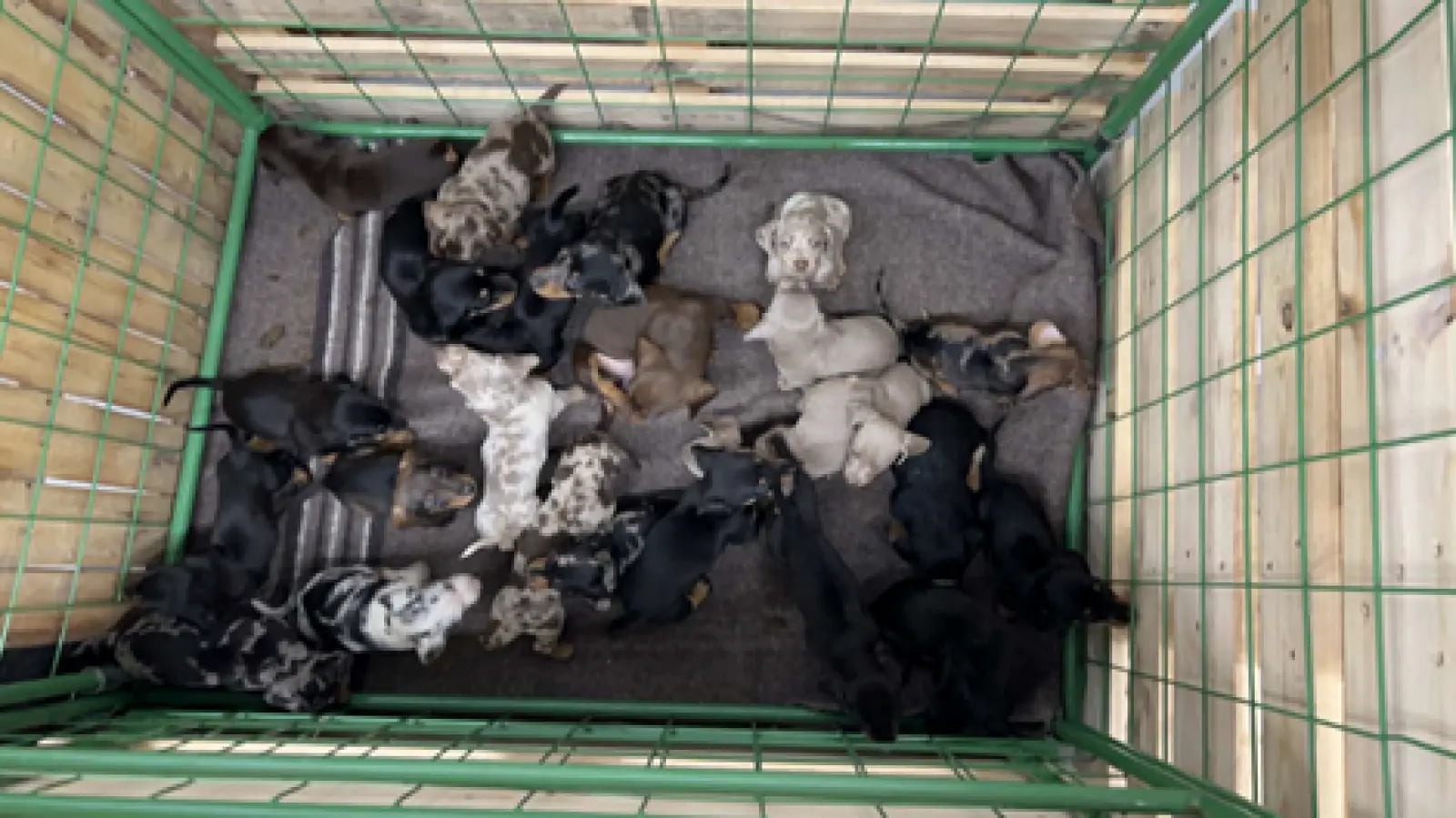 24 Hundewelpen entdeckte die Grenzpolizei Waidhaus bei einer Pkw-Kontrolle auf der A 6. (Bild: Grenzpolizeiinspektion Waidhaus)