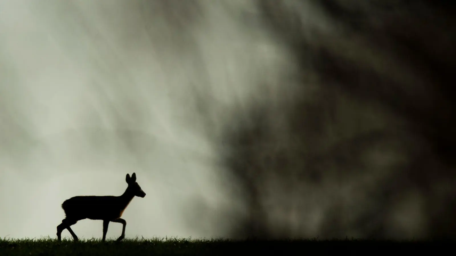 Die Rehe wurden offenbar unter anderem mit einem Pfeil getötet. (Archivbild) (Bild: Julian Stratenschulte/dpa)
