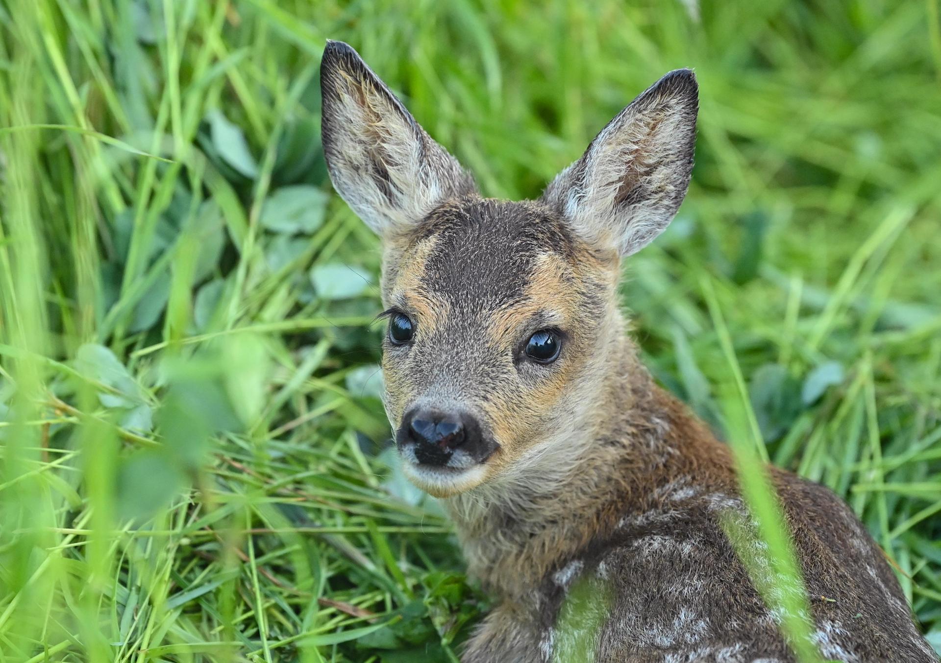 In einem Waldstück bei Grafenried wurde ein Rehkitz ohne Kopf gefunden. Die Polizei ermittelt wegen Jagdwilderei. (Symbolbild: Patrick Pleul)