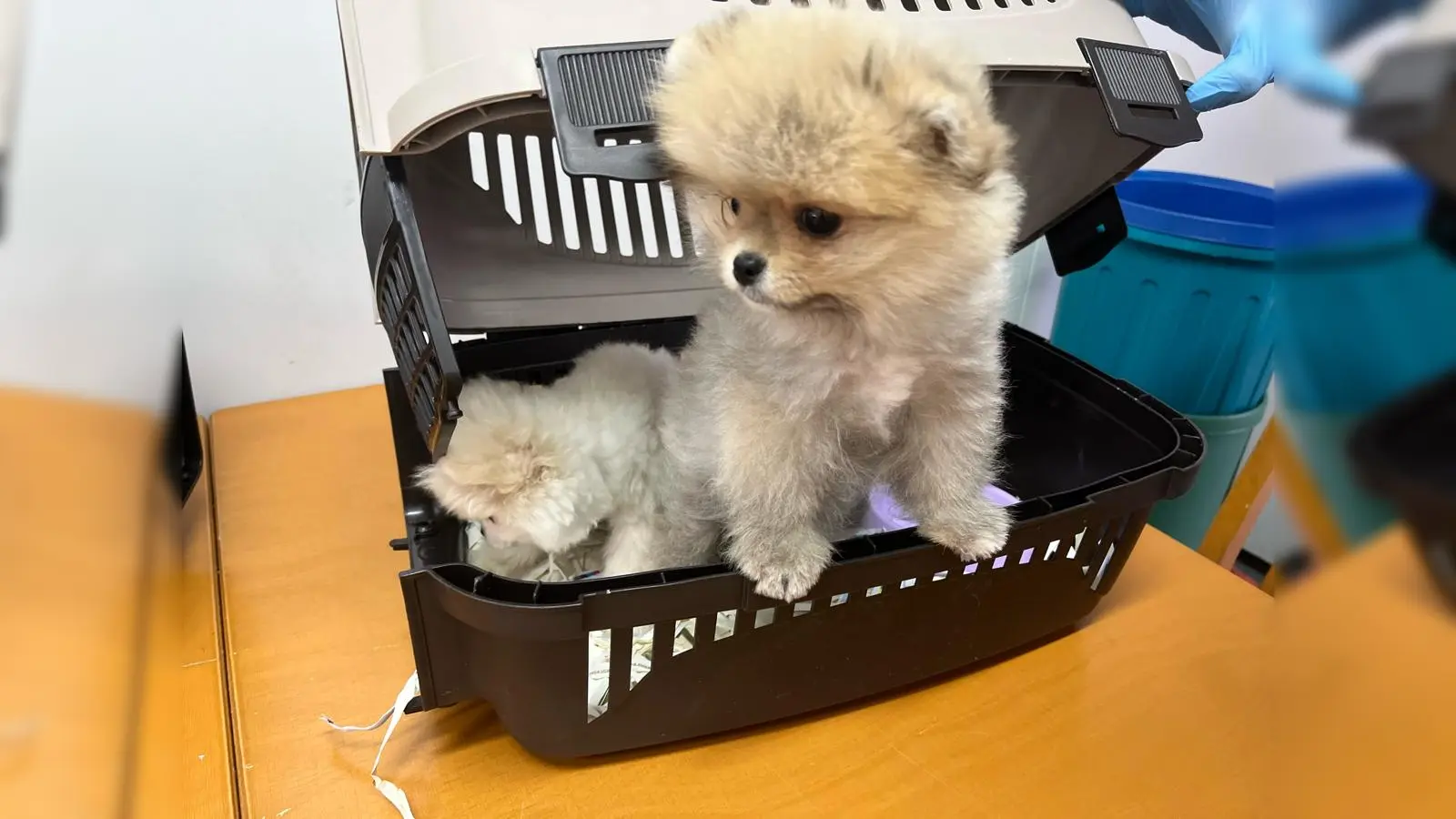 Die Grenzpolizei Selb hat einen illegalen Welpentransport gestoppt. (Bild: Polizei Selb)