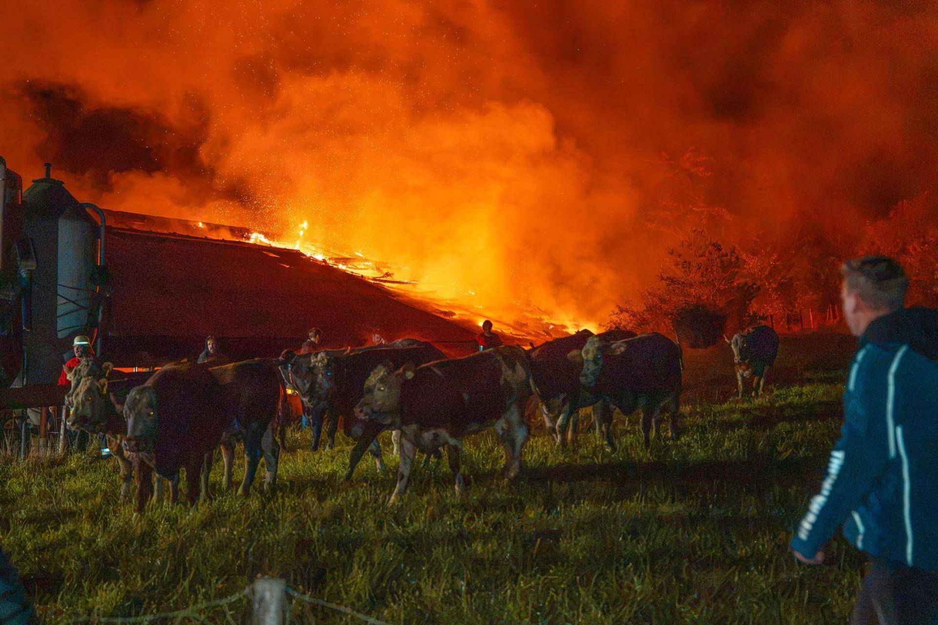 Die geretteten Kühe stehen auf einer Wiese bei dem brennenden Stall.  (Bild: Lars Haubner/NEWS5/dpa)