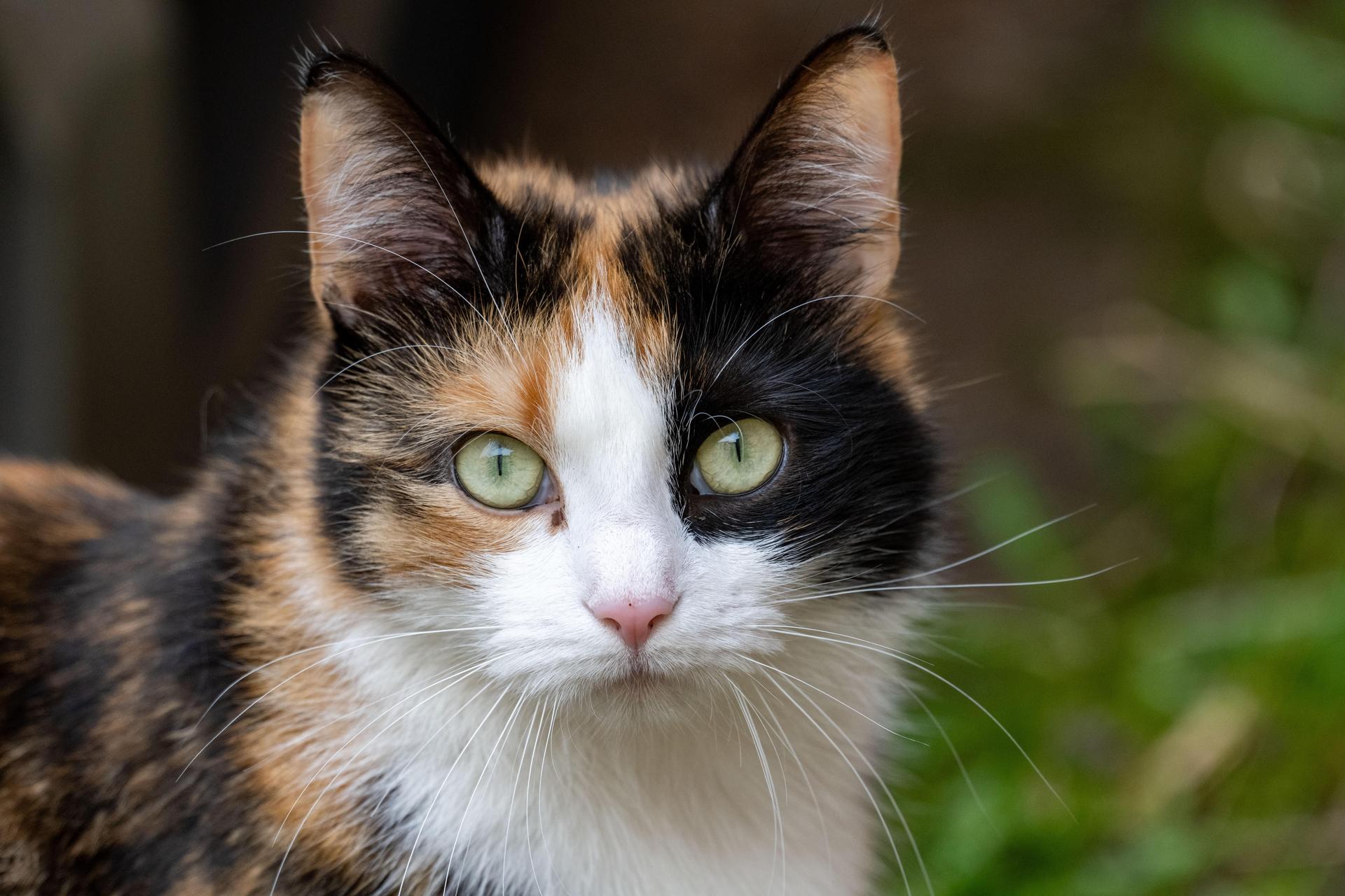 Ein Tierquäler hat in Neumarkt auf eine Katze geschossen. Das verletzte Tier musste operiert werden. Die Polizei bittet um Hinweise. (Symbolbild: Stefan Sauer)
