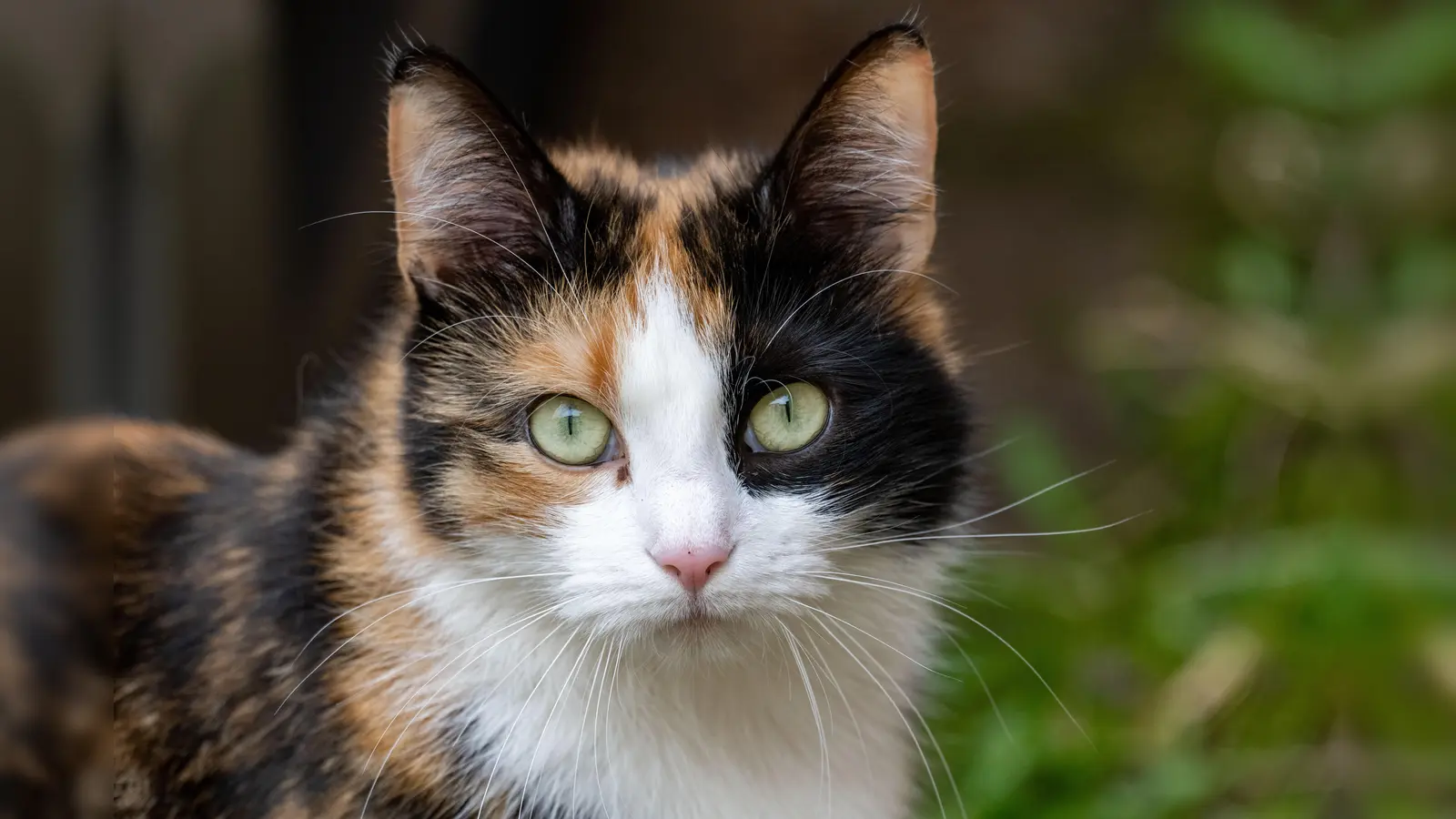 Ein Tierquäler hat in Neumarkt auf eine Katze geschossen. Das verletzte Tier musste operiert werden. Die Polizei bittet um Hinweise. (Symbolbild: Stefan Sauer)