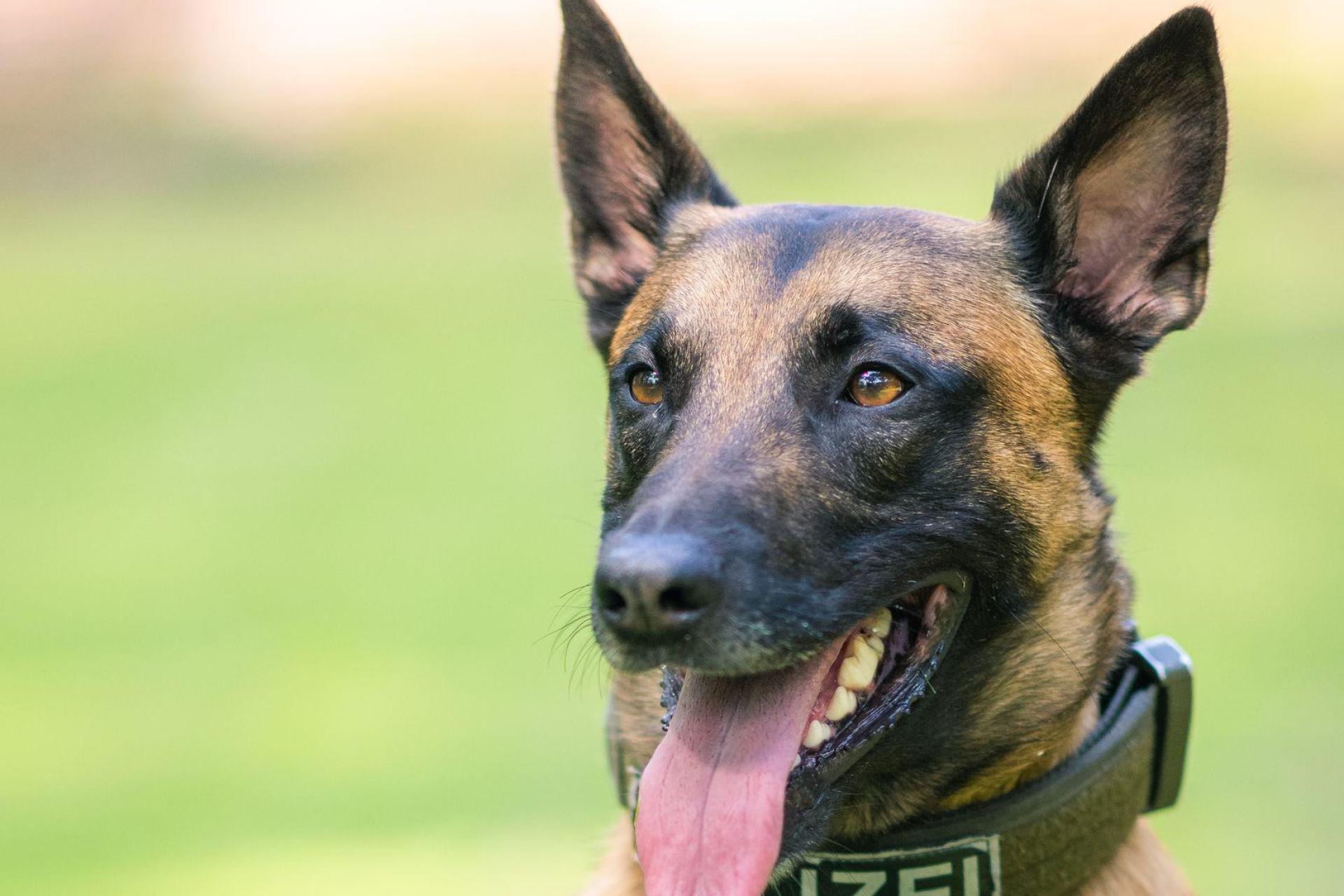 Der Polizeihund brachte den Flüchtigen schnell zu Boden. (Symbolbild) (Bild: Mohssen Assanimoghaddam/dpa)