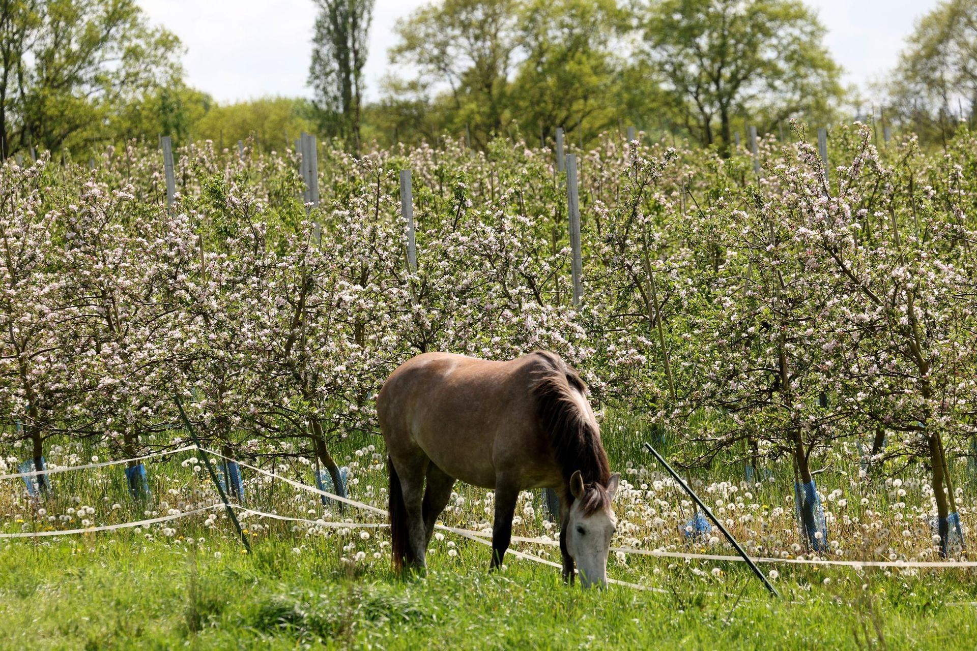 Beim Anbinden eines Pferdes ist eine 12-Jährige in Neunburg vorm Wald schwer verletzt worden. (Symbolbild: Bernd Wüstneck/dpa/Symbolbild)