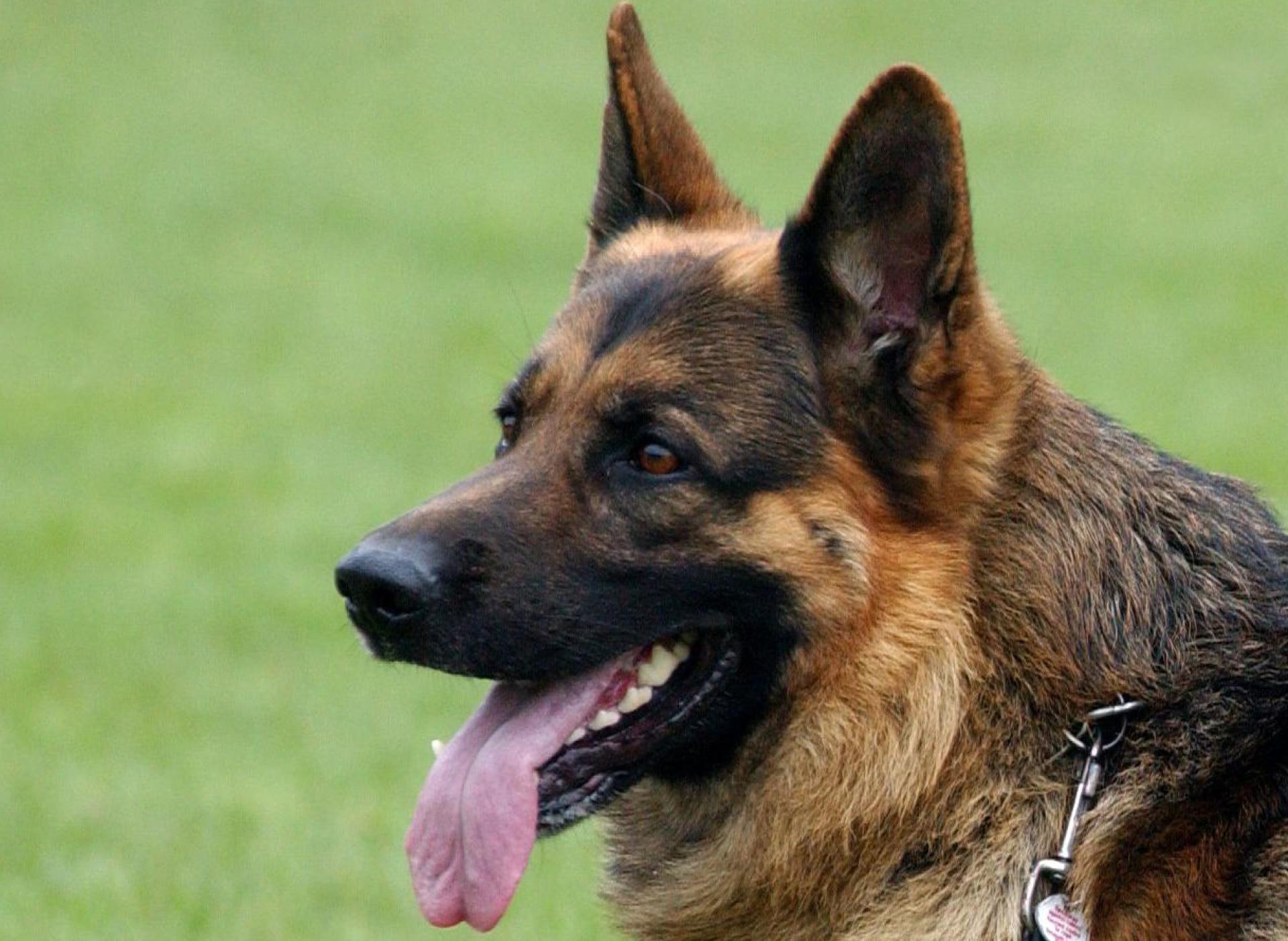 Ein Schäferhund soll einer Frau in Hütten ein Stück eines Ohres abgebissen haben. Die Polizei Weiden ermittelt gegen einen Hundehalter. (Symbolbild: Patrick Pleul/dpa)