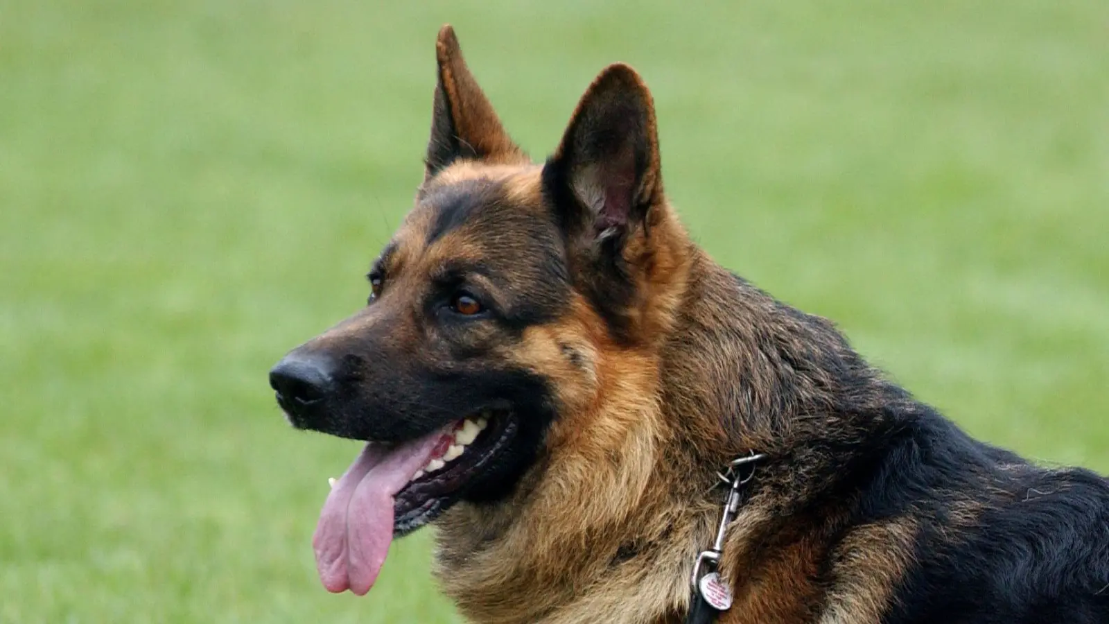 Ein Schäferhund soll einer Frau in Hütten ein Stück eines Ohres abgebissen haben. Die Polizei Weiden ermittelt gegen einen Hundehalter. (Symbolbild: Patrick Pleul/dpa)