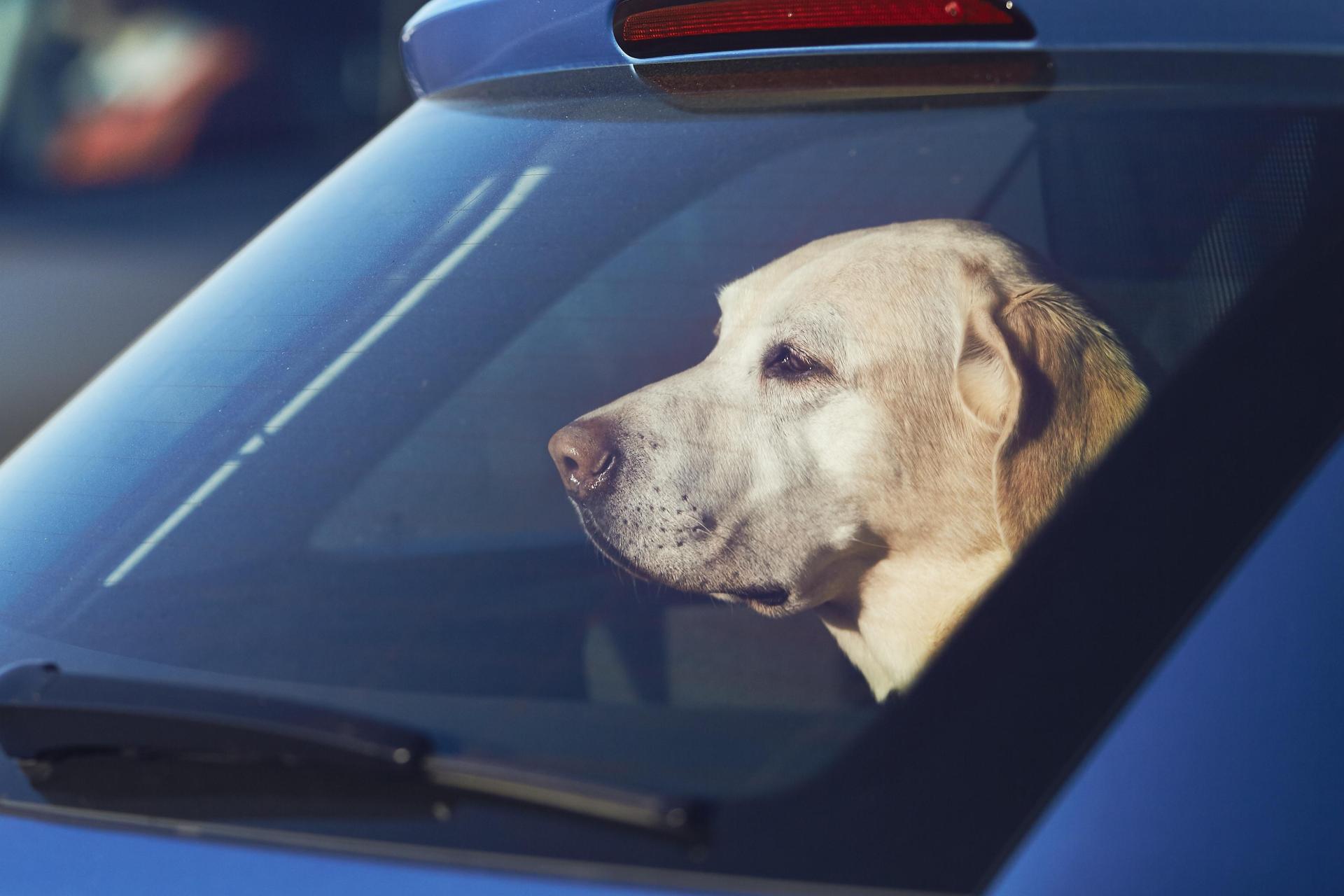 In Münchberg ließ ein Mann seinen Hund bei Hitze alleine im Auto. (Bild: Chalabala /stock.adobe.com)