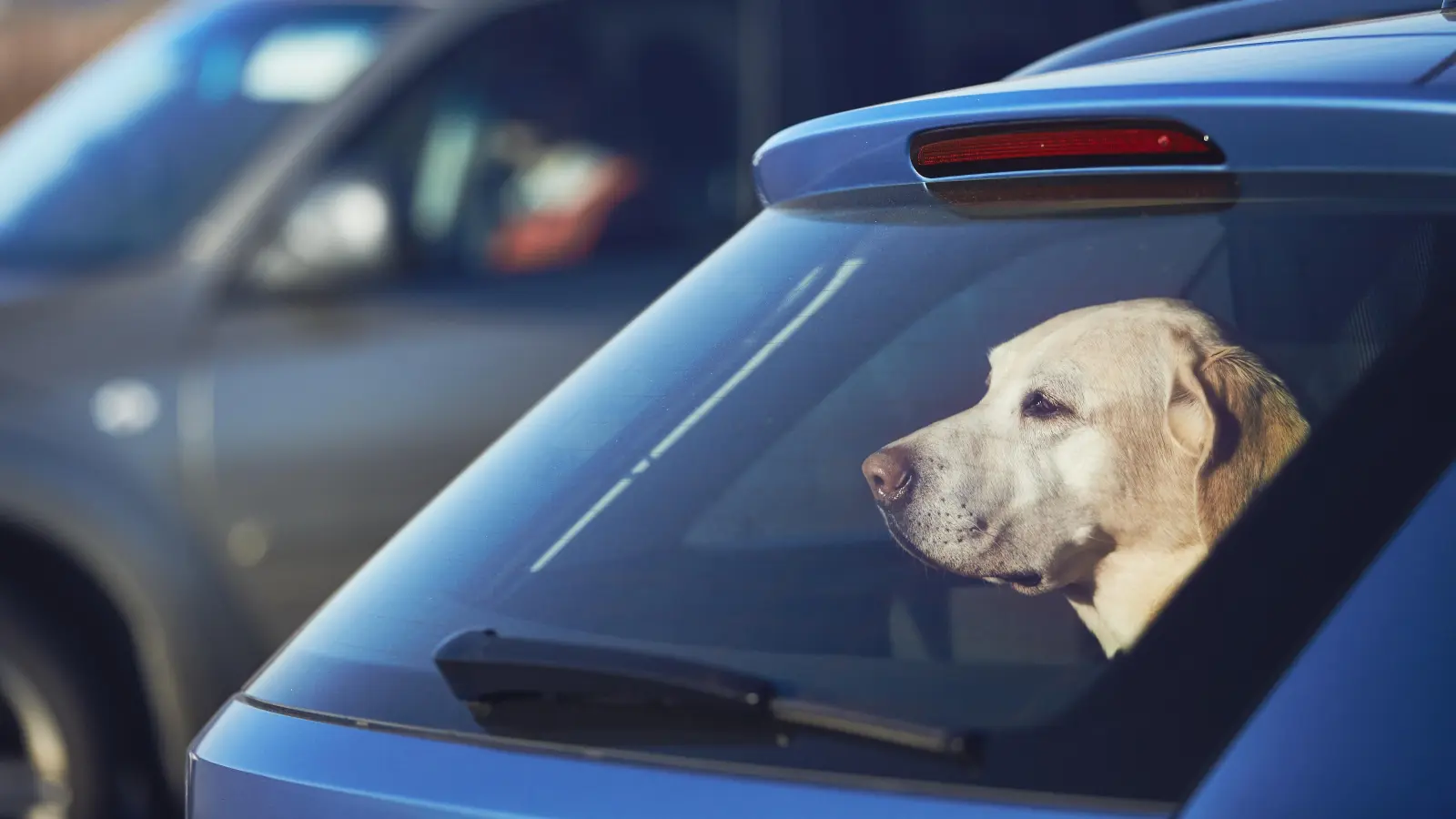 In Münchberg ließ ein Mann seinen Hund bei Hitze alleine im Auto. (Bild: Chalabala /stock.adobe.com)