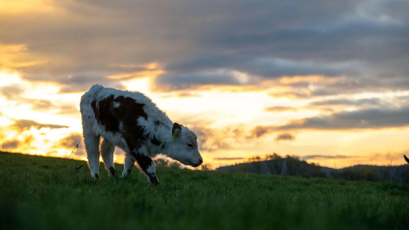 In Oberfranken ist ein Kalb ausgebüxt. (Symbolbild: Pia Bayer/dpa)