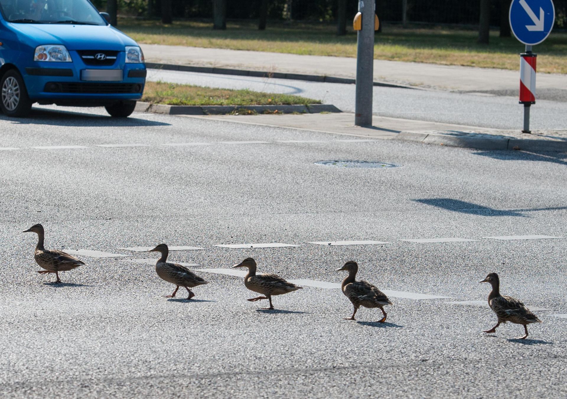 Watschelte wirklich eine Ente über die Straße? Eine 42-Jährige musste am Sonntagabend zwischen Neumarkt und Postbauer-Heng abrupt bremsen. (Symbolbild: Patrick Pleul/dpa)