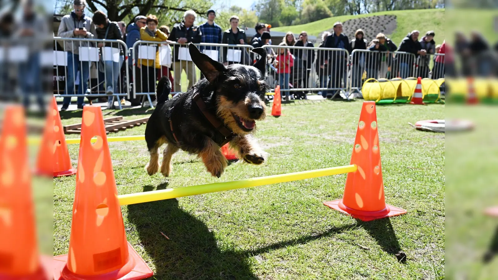 Bei der dritten Ausgabe des Münchner Dackelrennens tritt eine neue Rekordzahl sportlicher Hunde an. (Symbolbild: Angelika Warmuth/dpa)
