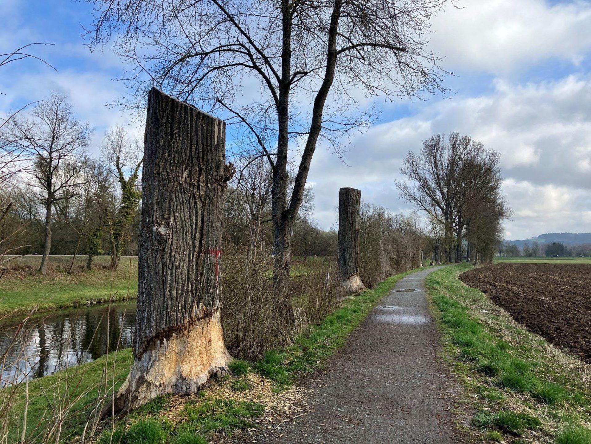 Zwischen den gekappten Hybridpappeln pflanzt das Wasserwirtschaftsamt Weiden nun standortgerechte und klimaresistente Bäume. (Bild: Michael Winkler, Wasserwirtschaftsamt Weiden)