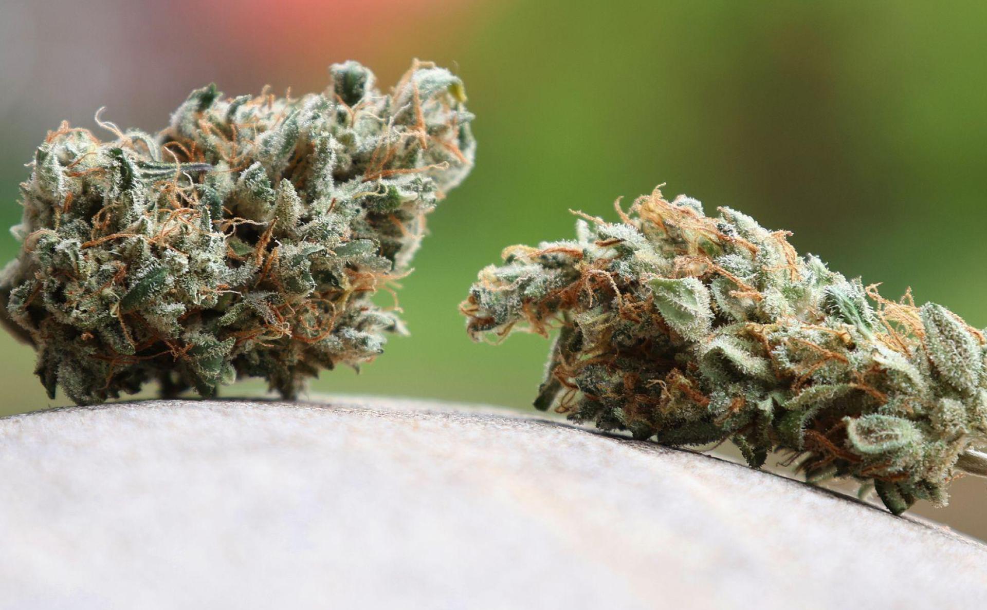 Das Landratsamt Bamberg hat einem oberfränkischen Cannabis-Club untersagt, weiter Hanf anzubauen und an Mitglieder abzugeben. Ein Gericht bestätigte diese Entscheidung. (Symbolbild) (Bild: Karl-Josef Hildenbrand/dpa)