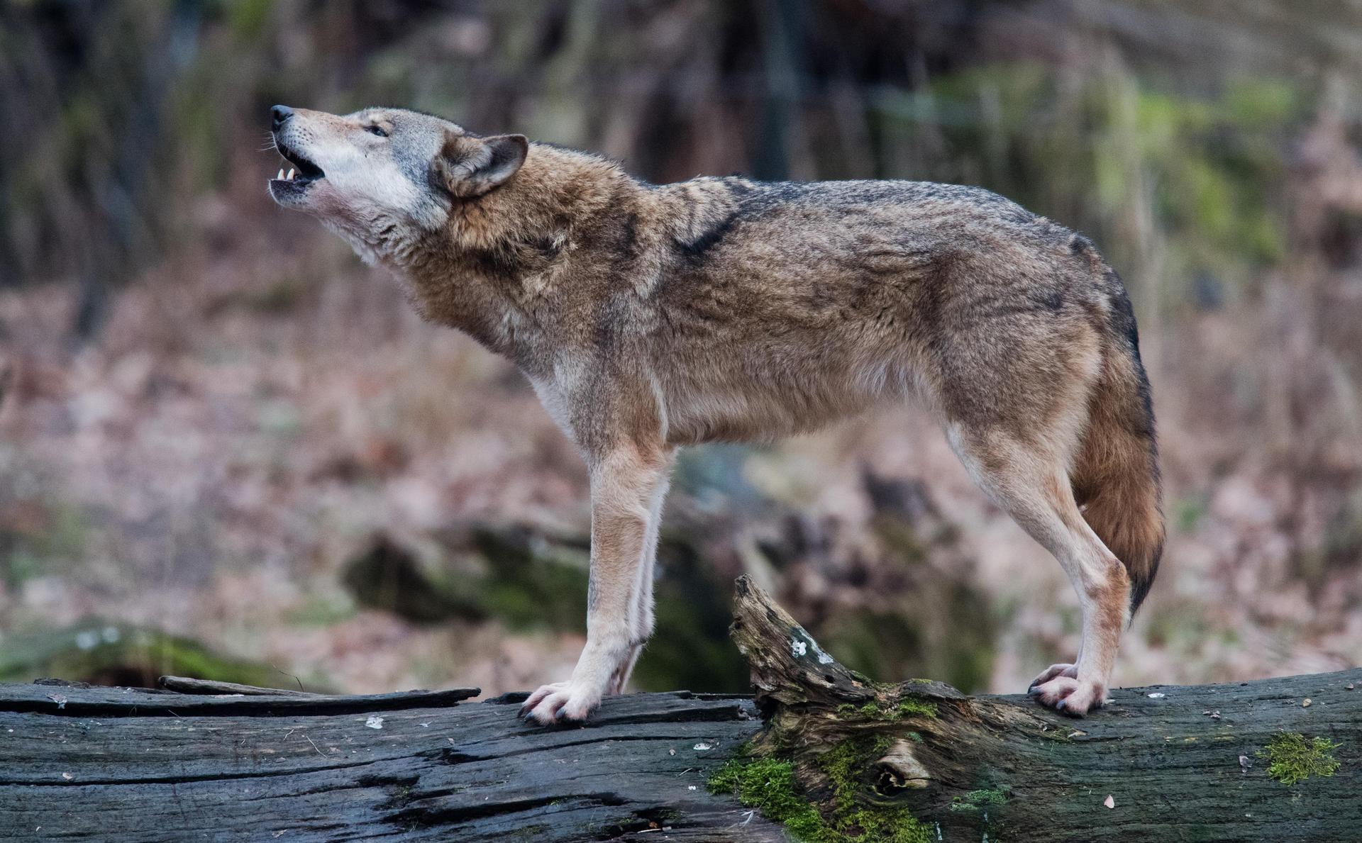 Ein Wolf (Canis lupus lupus) steht heulend in einem Gehege auf einem Baumstamm. Schon seit Jahren gibt es Sichtungen im Landkreis Schwandorf. Nun sind zwei Wölfe bei Verkehrsunfällen getötet worden. (Bild: Julian Stratenschulte/dpa)