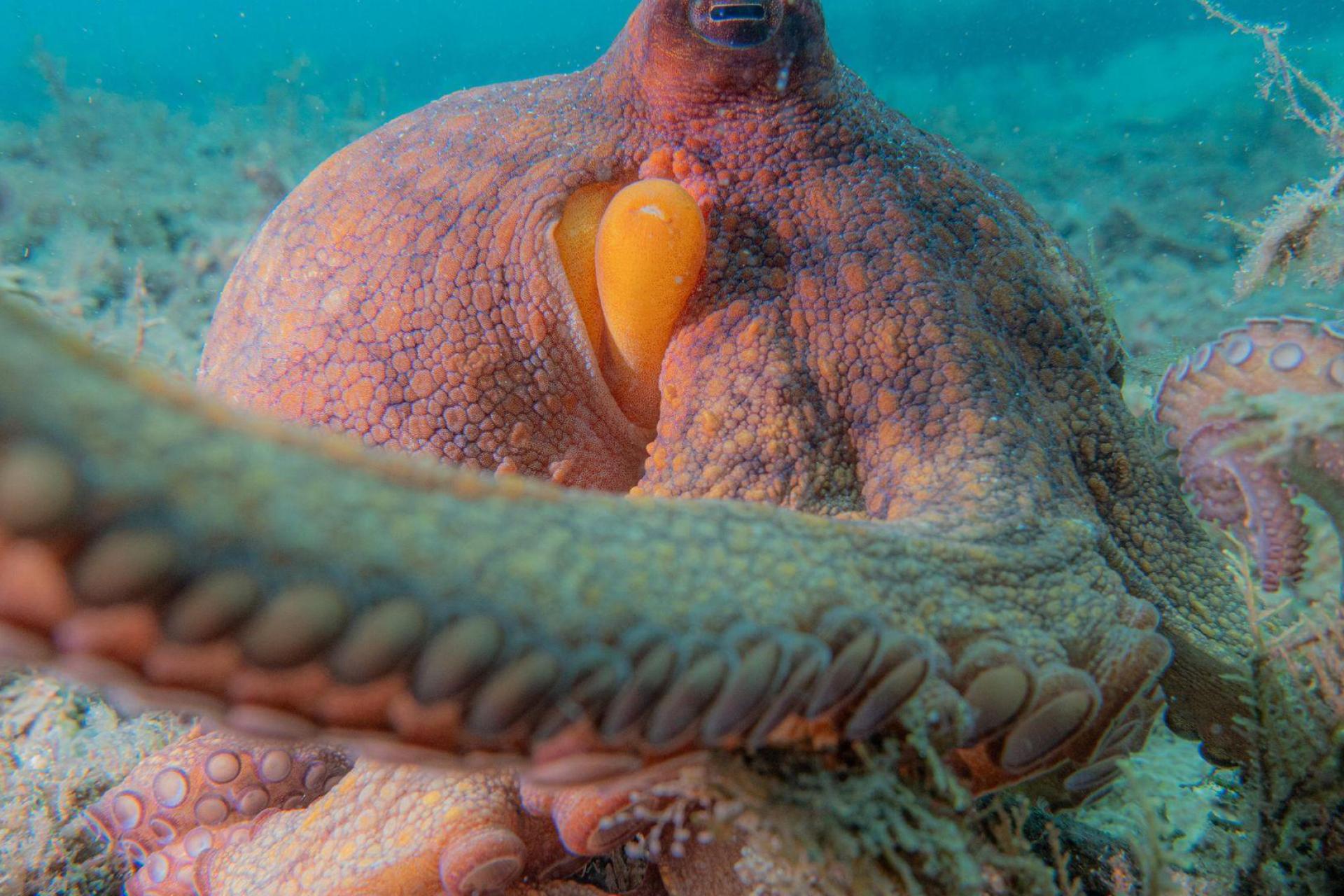 Oktopusse setzen nicht all ihre acht Arme gleichermaßen ein. (Bild: Chelsea Bennice/Florida Atlantic University/dpa)