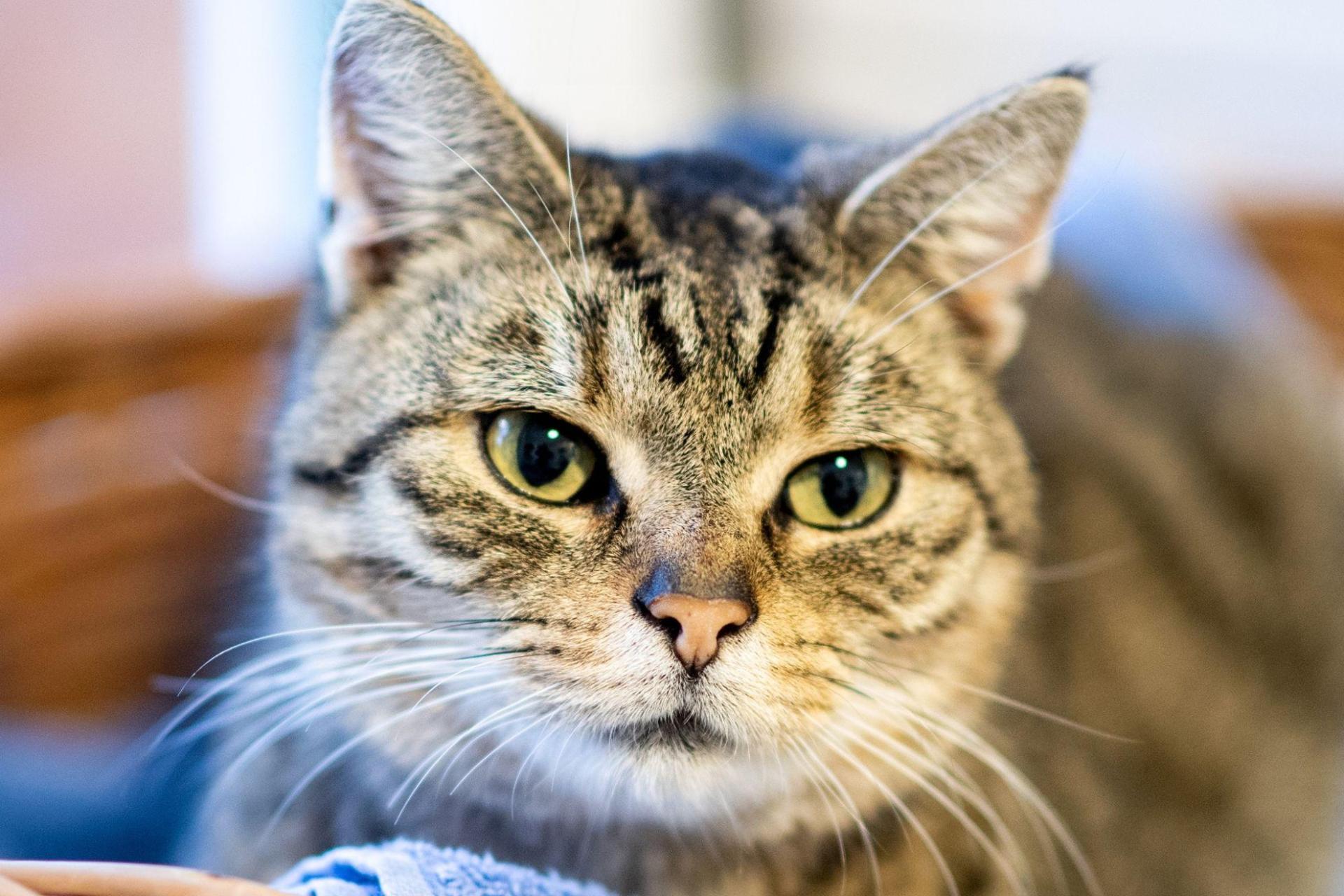 Im Landkreis Amberg-Sulzbach hat ein Unbekannter eine Katze schwer misshandelt. Die Verletzungen des Tieres zeigten das eindeutig, teilt die Polizei Vilseck mit. (Symbolbild: Hauke-Christian Dittrich)