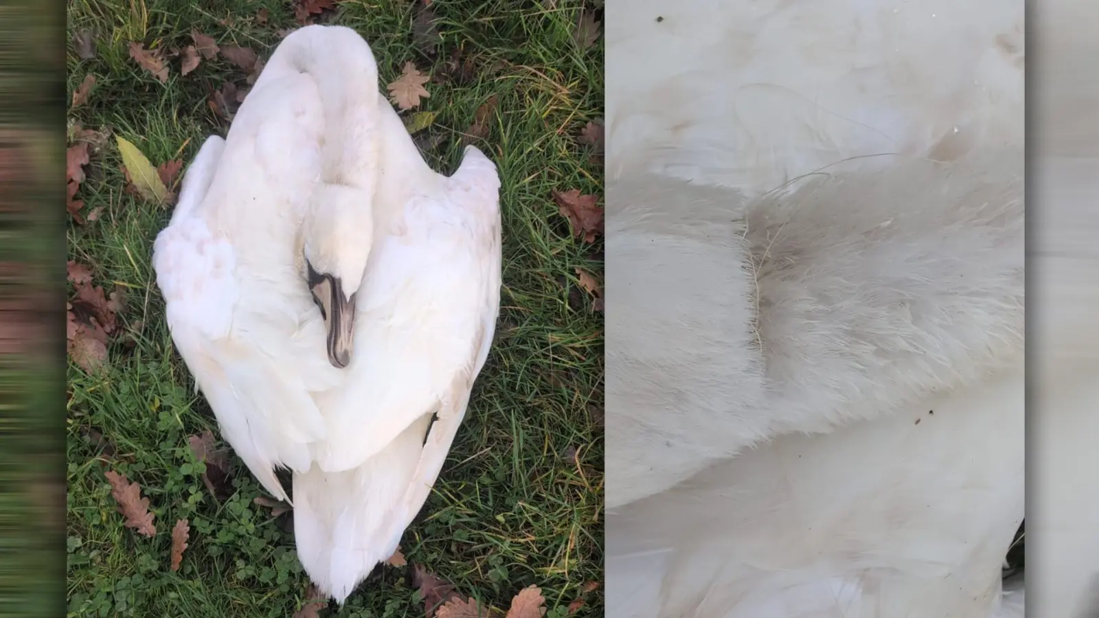 Tierschützer fanden einen toten Schwan bei Burglengenfeld. Dieser hatte eine Angelschnur um den Hals. (Bild: Eberhardt/Tierschutzverein Städtedreieck)
