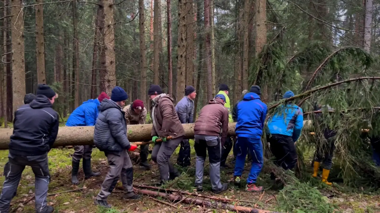 So ein Kirwabaum ist halt doch nicht so leicht zu holen. Vor allem, wenn er in die falsche Richtung fällt und sich im Wald verkeilt. (Bild: knz)