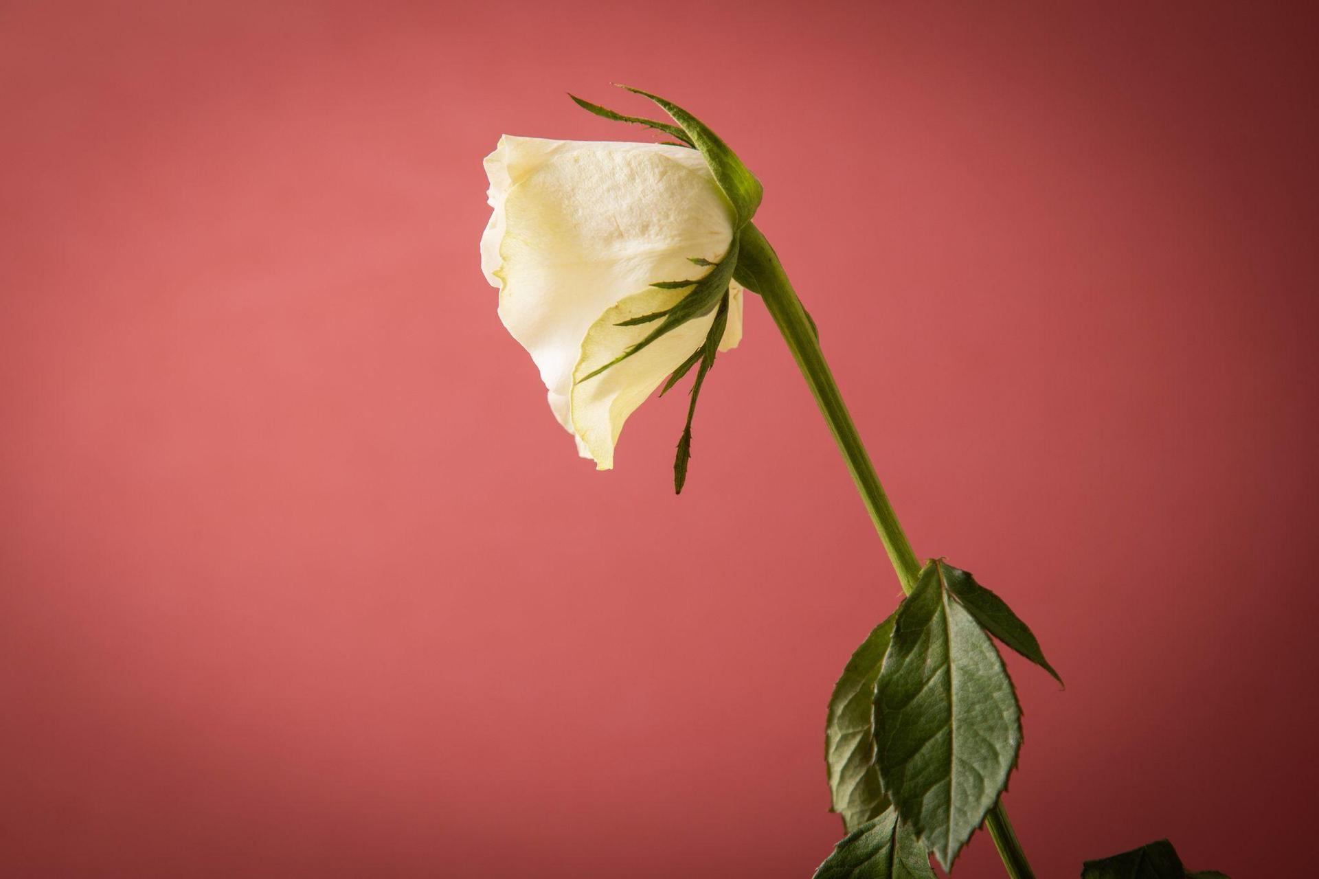 Da pikst ein Leidensdruck, weil man sich doch eine romantische Bindung wünscht, davor aber Angst hat? Das spricht für eine Beziehungsstörung, nicht für Aromantik. (Symbolbild: Christin Klose/dpa-tmn)