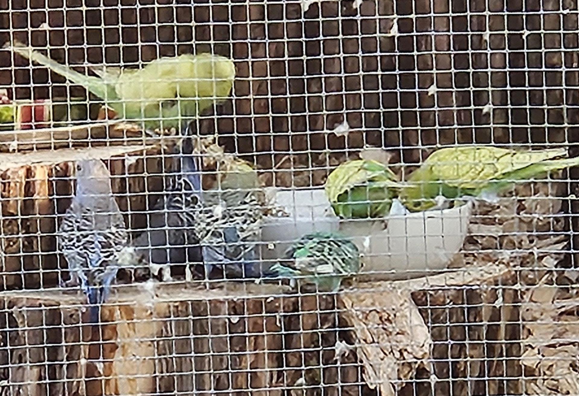 Hier waren die Vögel noch in der Gartenvoliere von Familie Hubl in Windischeschenbach. Nun suchen die Besitzer nach den entflogenen Wellensittichen. Nachbarn unterstützen sie dabei.  (Bild: Kerstin Hubl)