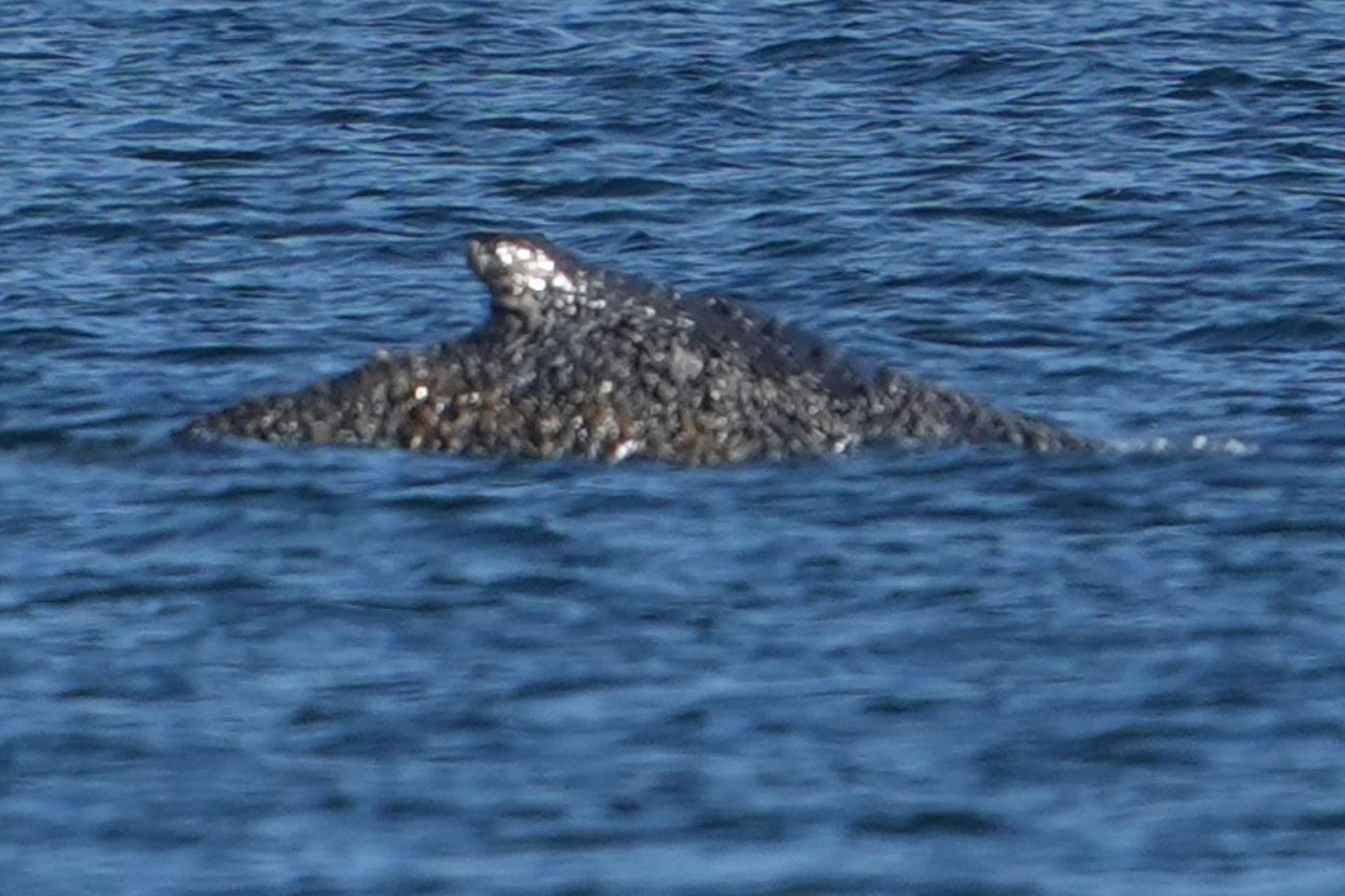 Der Buckelwal war in der Nacht zum Freitag vor Timmendorfer Strand freigekommen. Steckt nun aber wieder fest (Bild: Marcus Brandt/dpa)