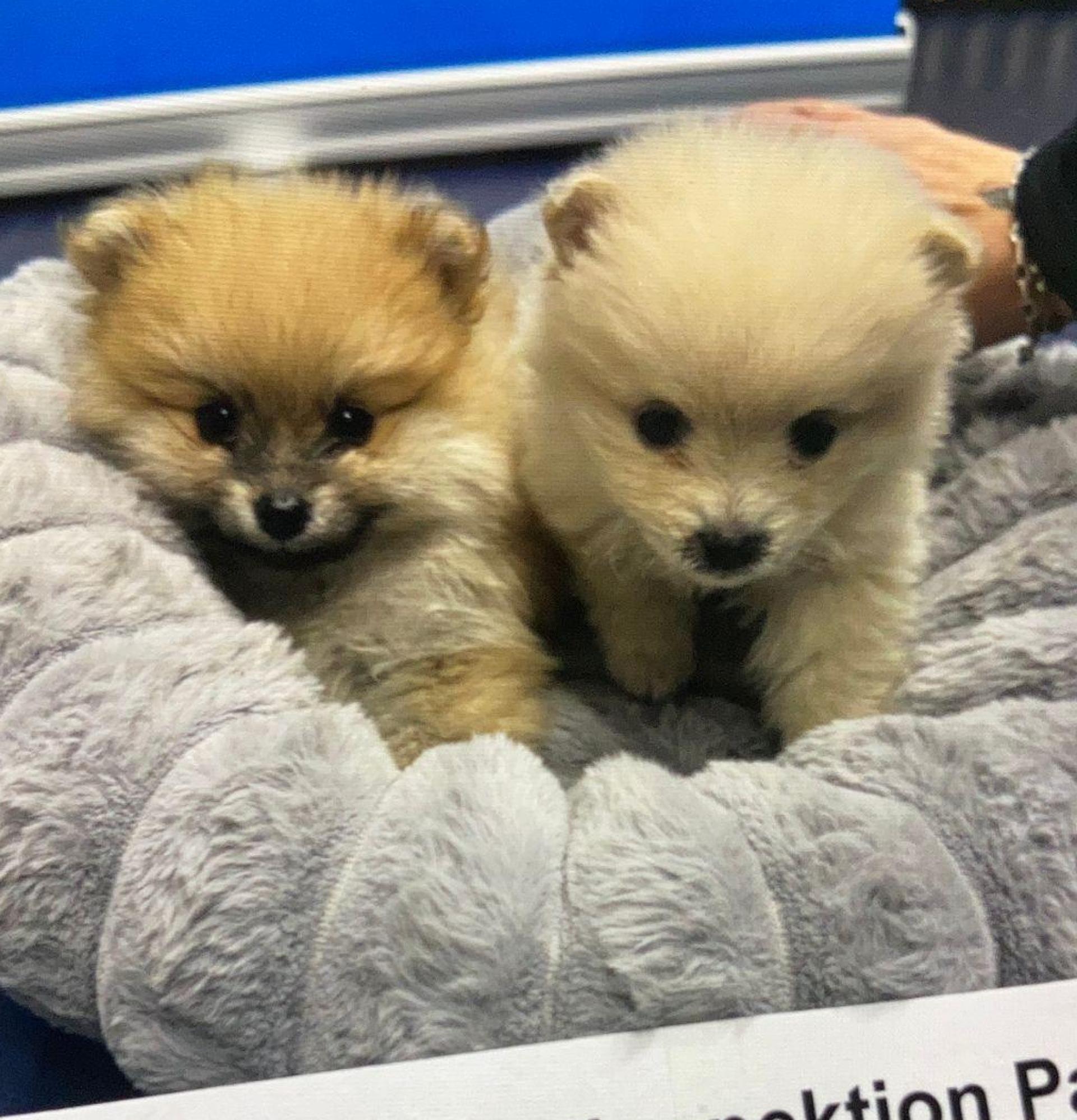 Die Polizei rettete die beiden unterkühlten Welpen.  (Bild: -/GPI Passau/dpa)