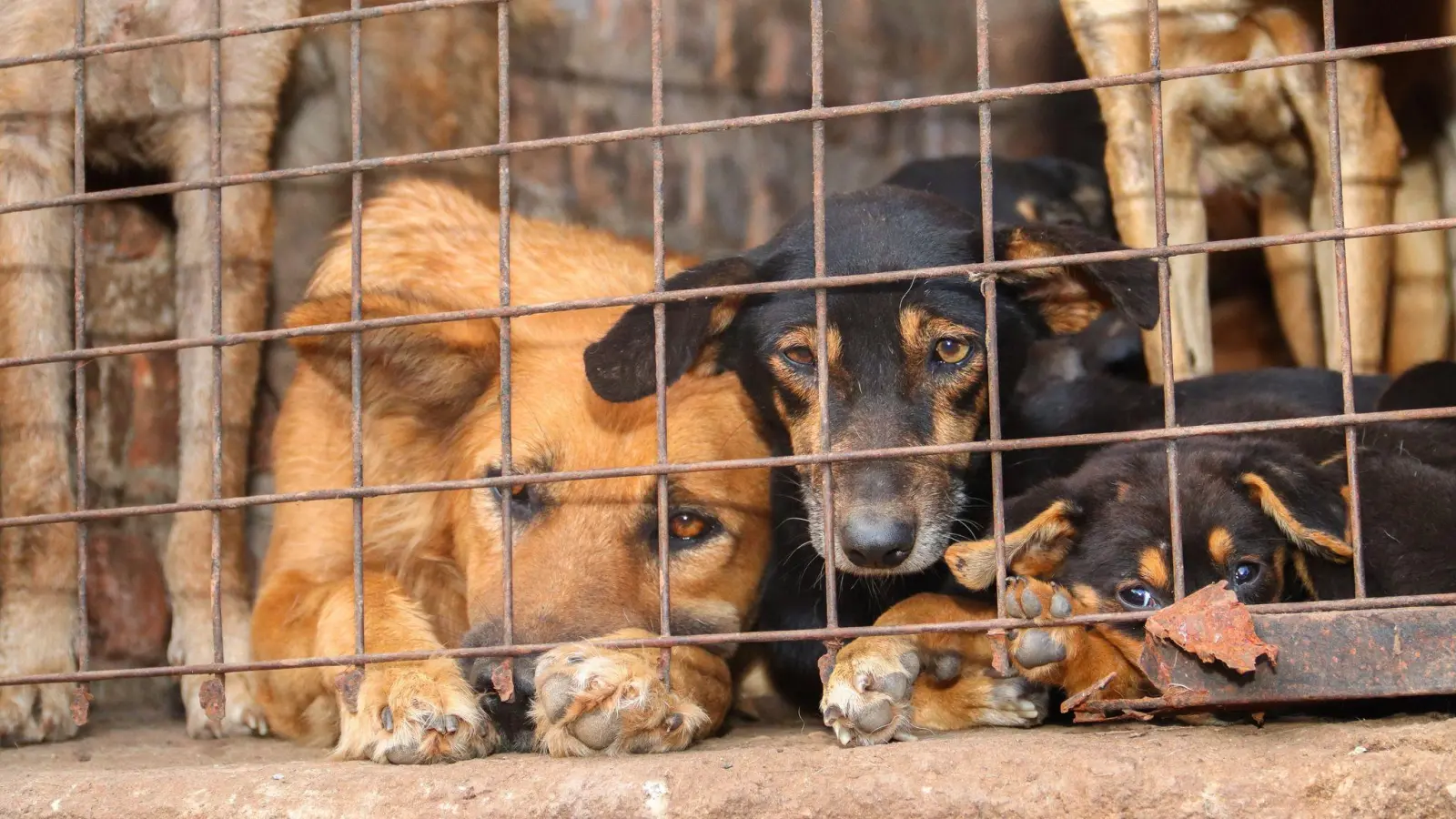 Für inszenierte Rettungsaktionen werden Tiere oft absichtlich misshandelt. (Bild: Handout / Berlin/Animal Welfare Alliance Uganda/dpa)