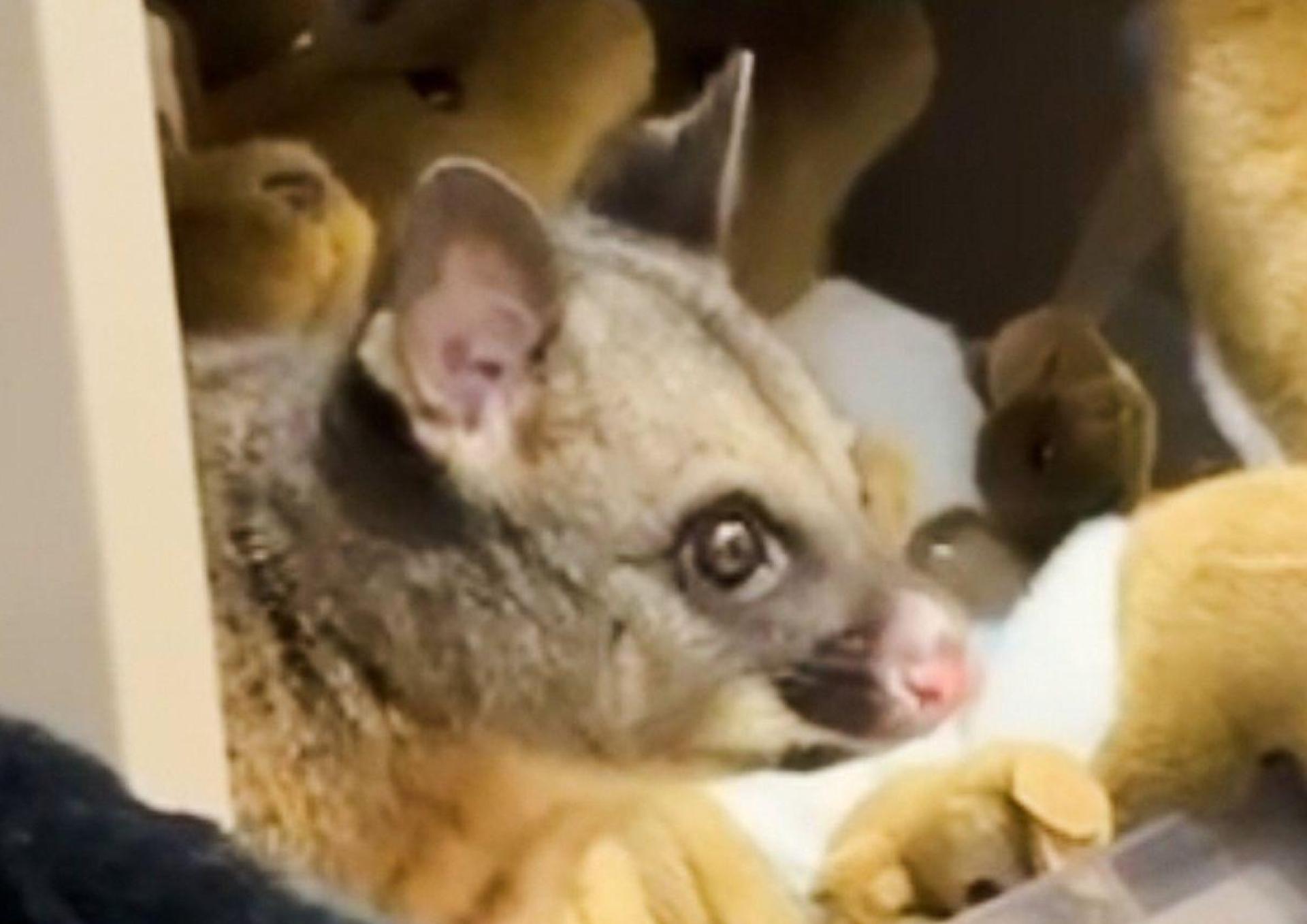 Zwischen kuscheligen Kängurus blickte plötzlich ein tierischer Gast einem Kunden entgegen. (Bild: Melissa Oddie/Melissa Oddie/AP/dpa)