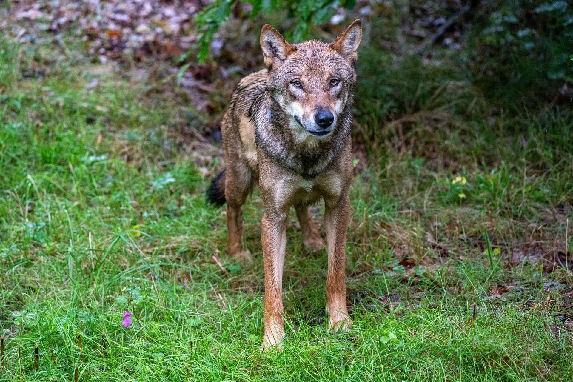 Bei Pfrentsch kam ein Tier durch einen Wildunfall ums Leben. Es könnte sich um einen Wolf handeln. (Symbolbild: Armin Weigel/dpa)