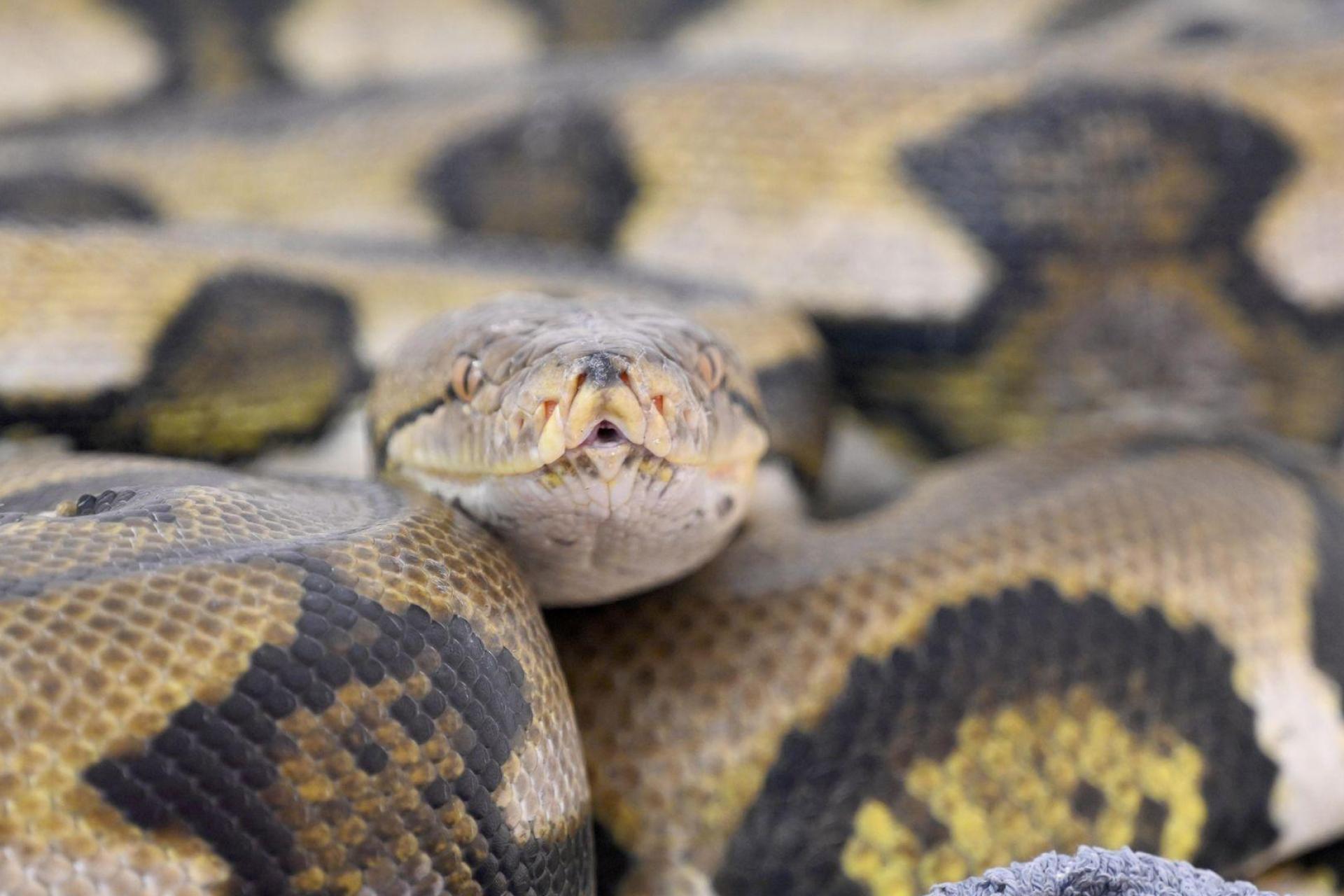 Netzpythons gehören zu den größten Schlangenarten der Welt. (Symbolbild: Felix Hörhager/dpa)