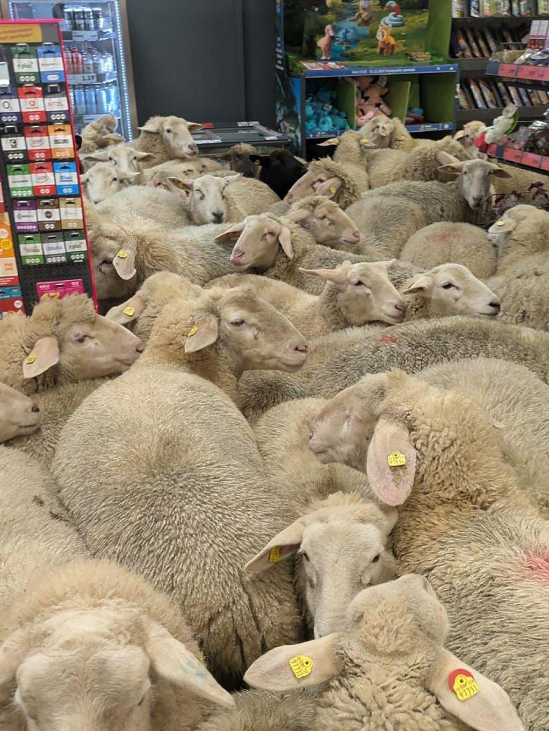 Schafe im Supermarkt - gekauft haben sie nichts. (Bild: REWE Group/dpa)