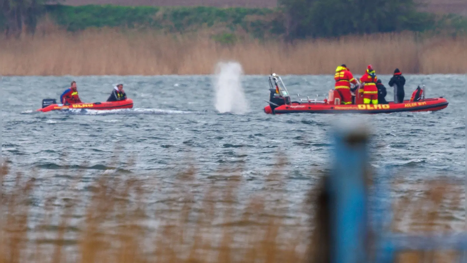 Greenpeace: „Der Stress für das Tier ist enorm.“ (Bild: Jens Büttner/dpa)