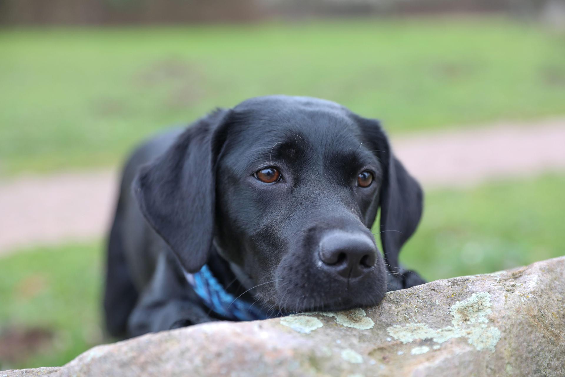 Fünf junge, unterernährte Labradore wurden Anfang des Jahres von einem Hof gerettet. Inzwischen sind sie in einem guten Zustand. (Symbolbild: Krischi Meier)
