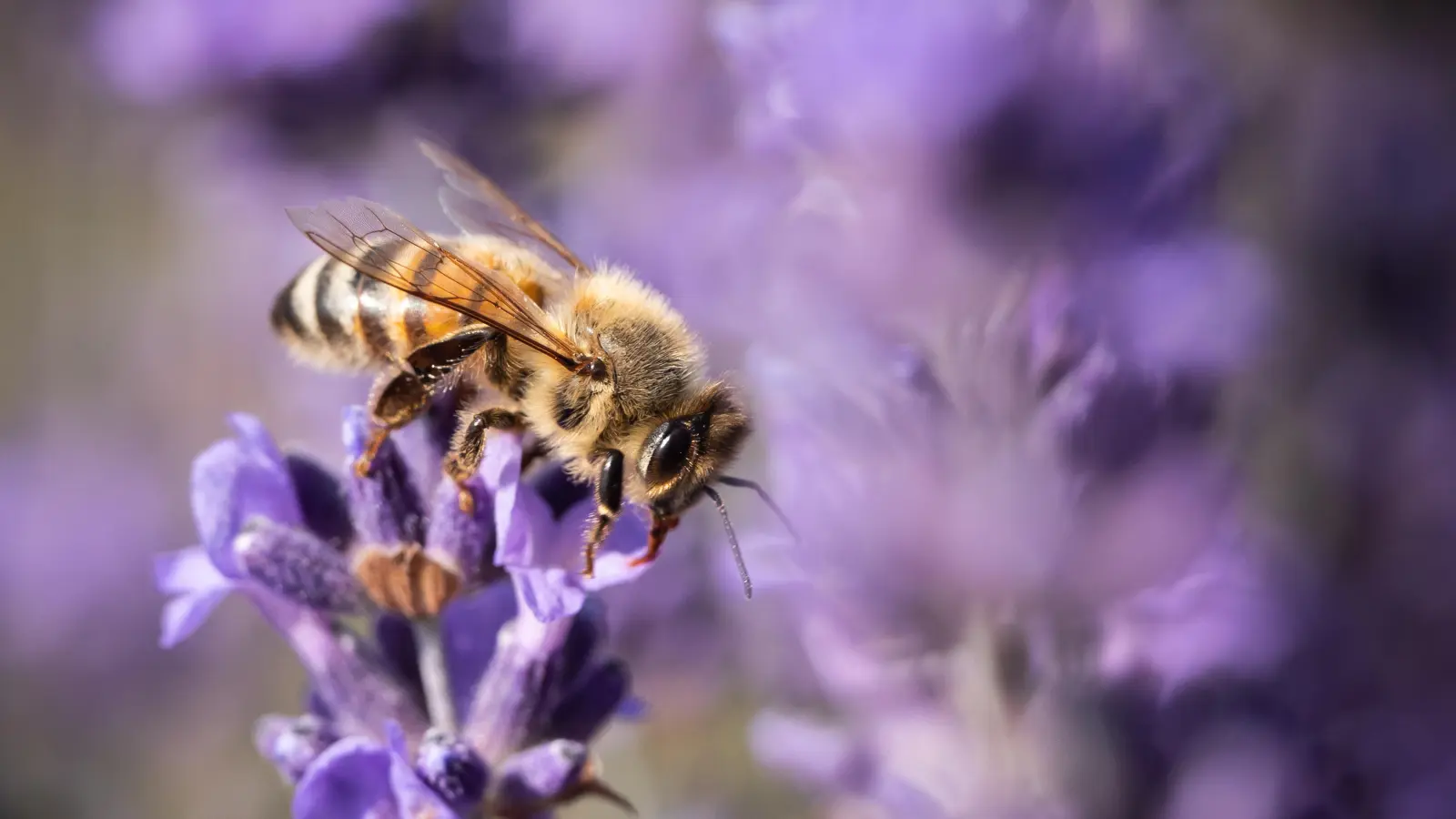 Bienen mögen neben Lavendel auch weitere Blumen und Pflanzenarten. (Symbolbild: Silas Stein/dpa)