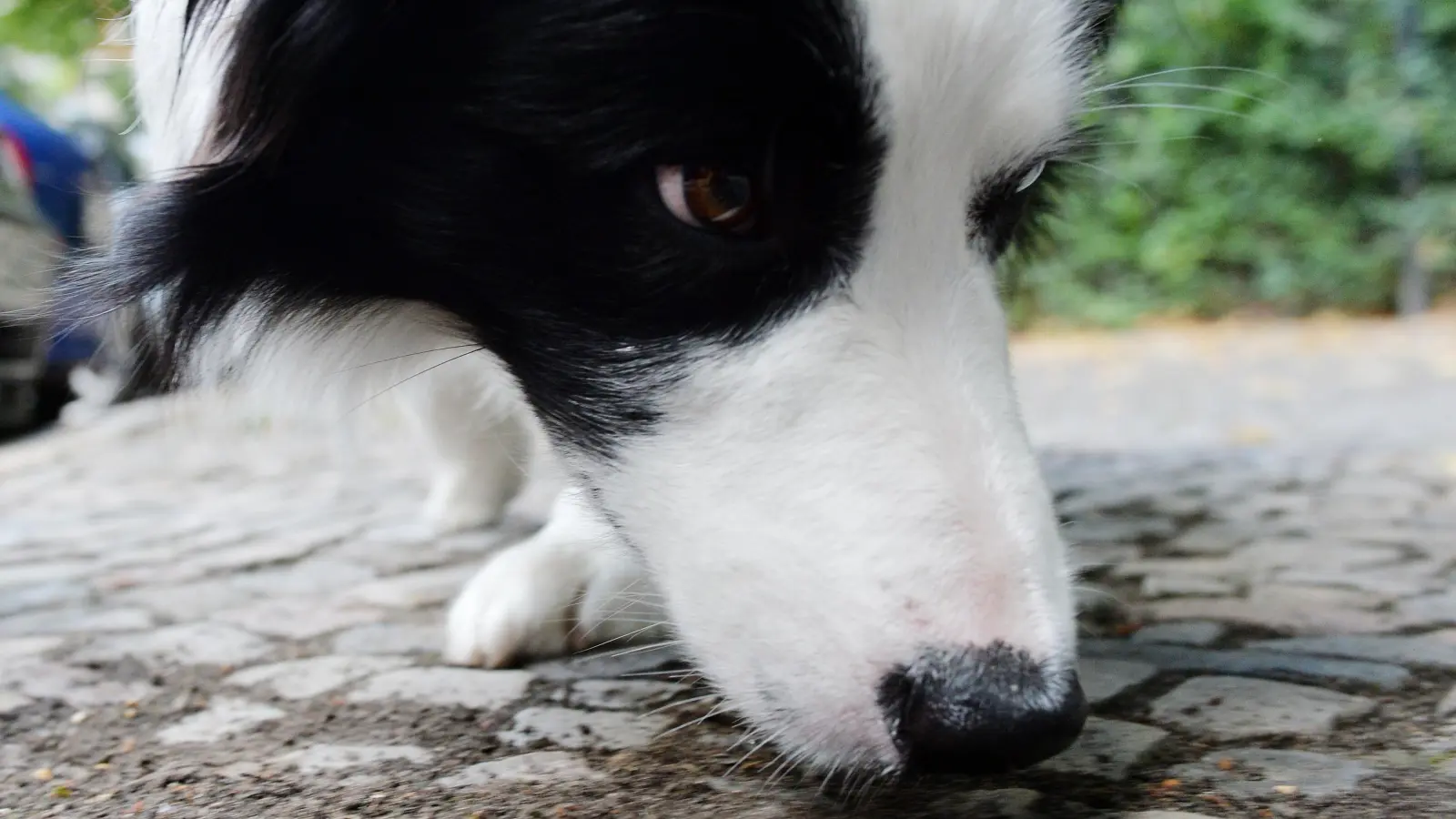 In einem Waldstück bei Wenzenbach sind Giftköder ausgelegt worden. (Symbolbild: Maurizio Gambarini/dpa)