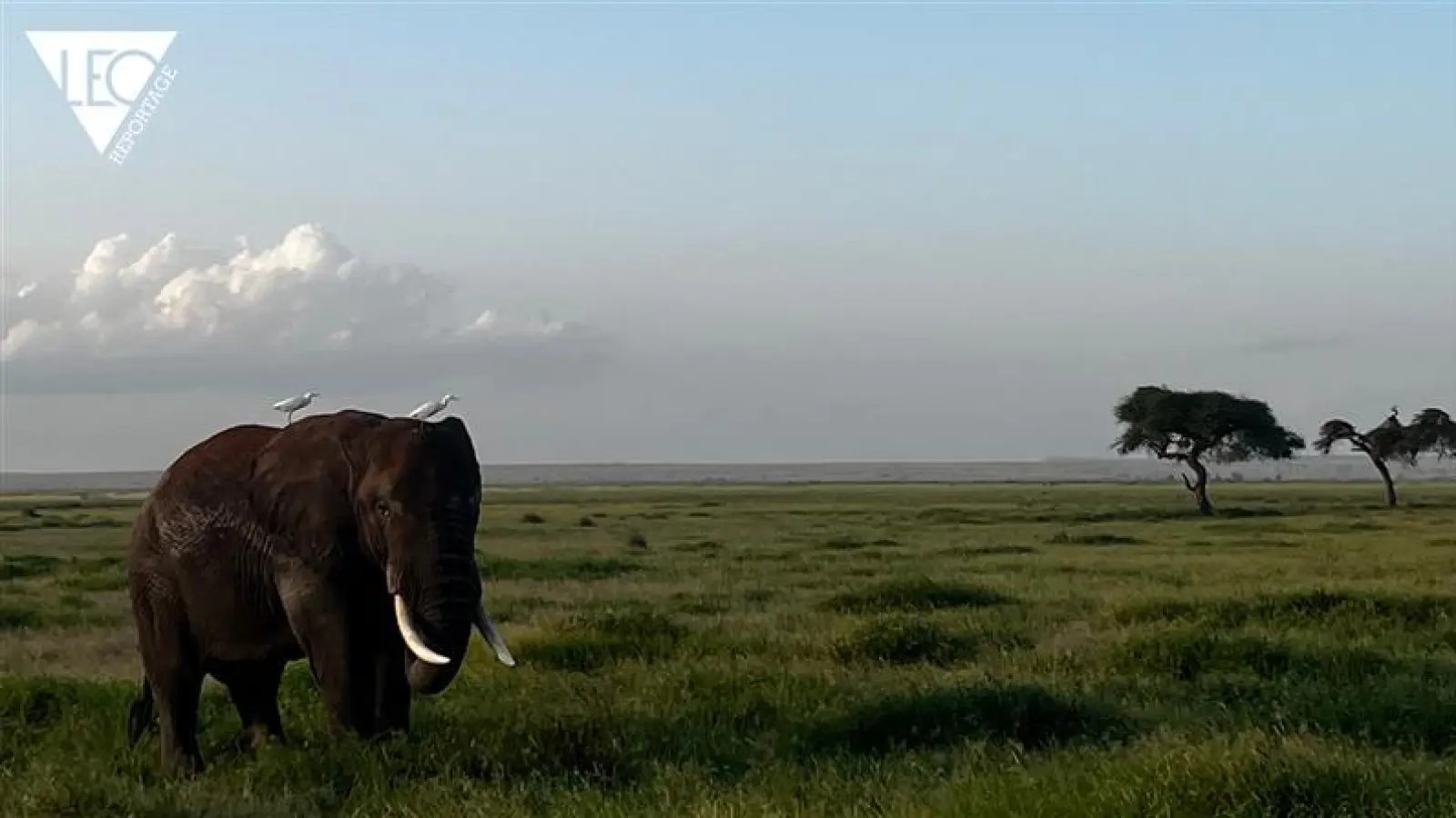 Katha und Felix verbringen ihre Flitterwochen in Kenia und auf Sansibar. (Bild: Katha & Felix Frank)