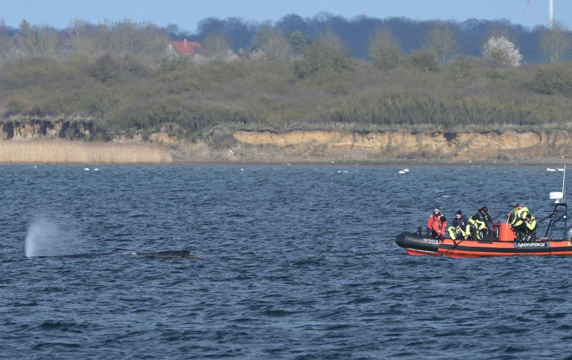 Der Buckelwal liegt am Nachmittag in der Bucht vor Wismar.  (Bild: Stefan Sauer/dpa)